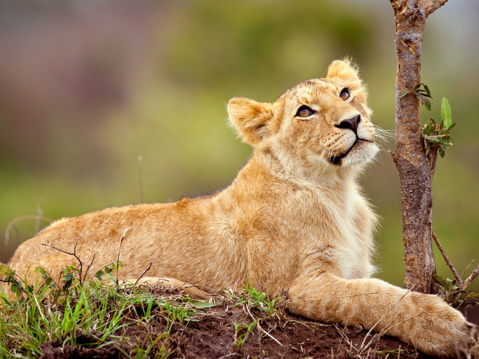 Маленький львенок смотрит вверх 