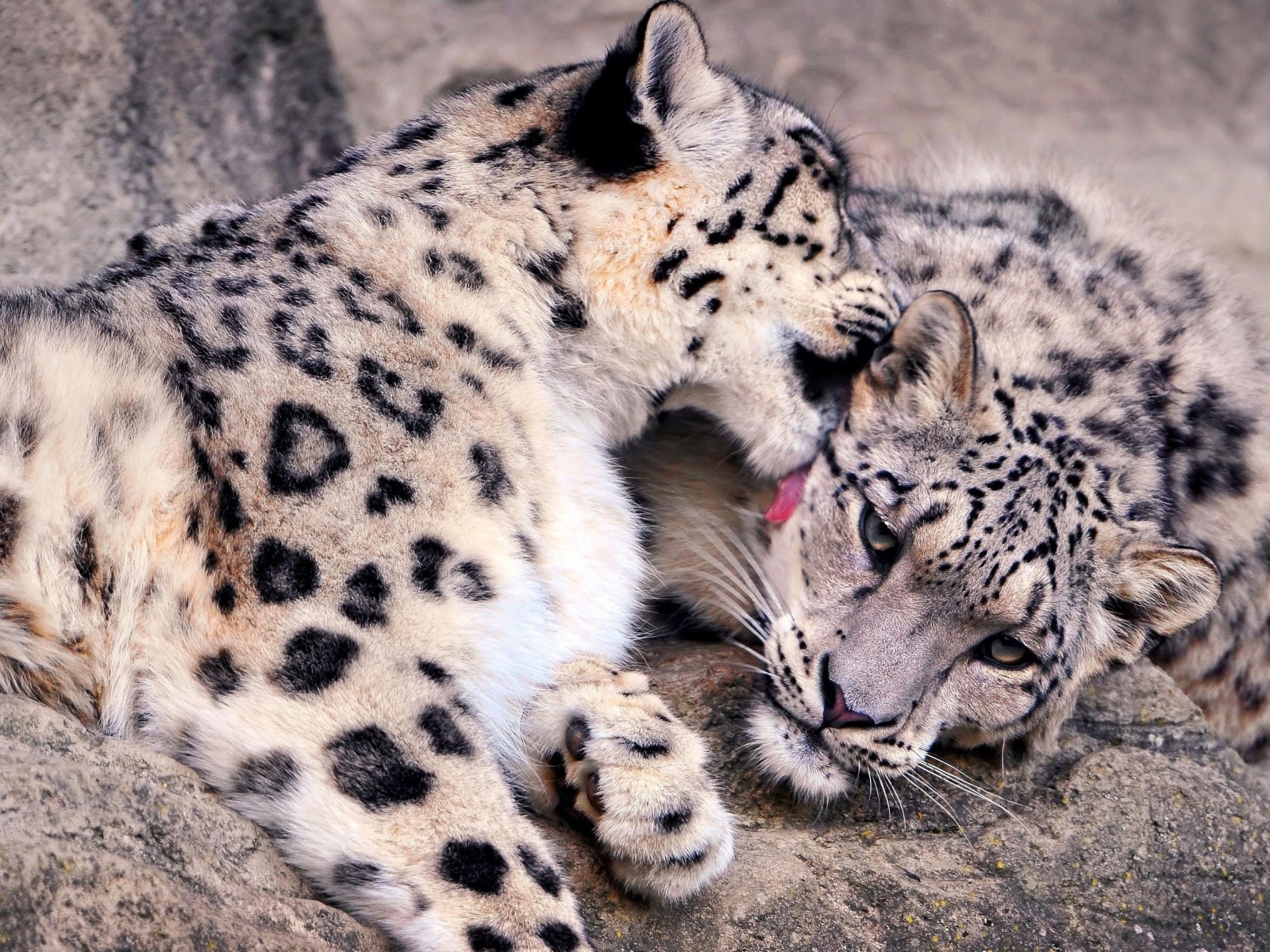 Нежная забота снежных барсов