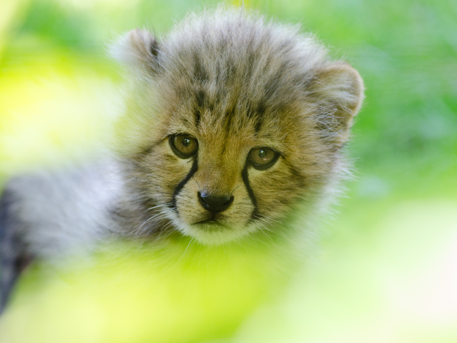 Грустная морда маленького леопарда