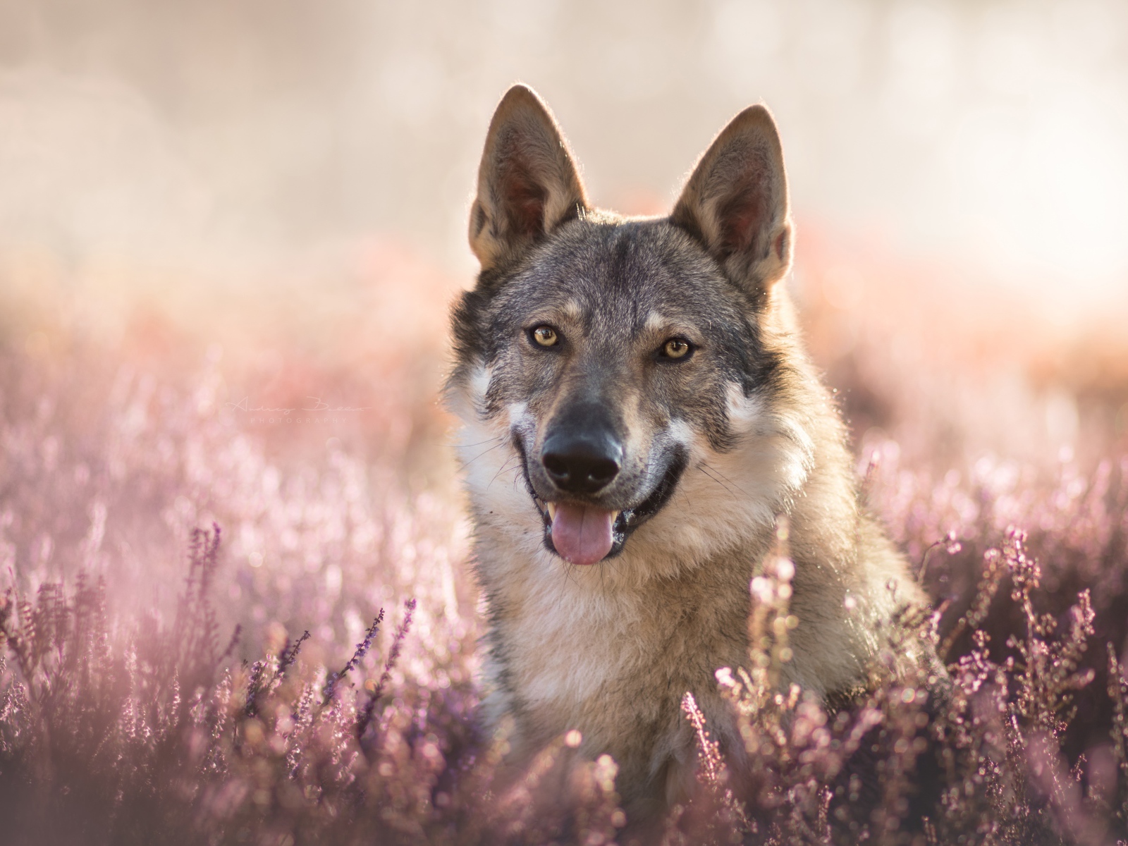Серый волк с высунутым языком в цветах лаванды