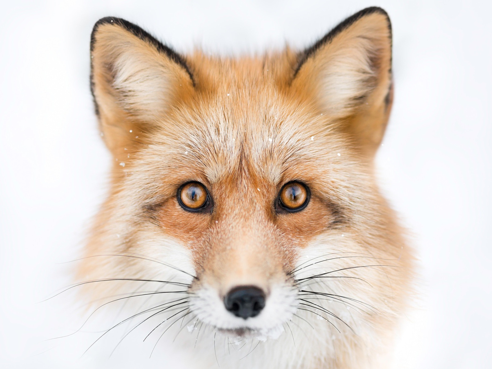 Морда рыжей лисы с большими черными усами