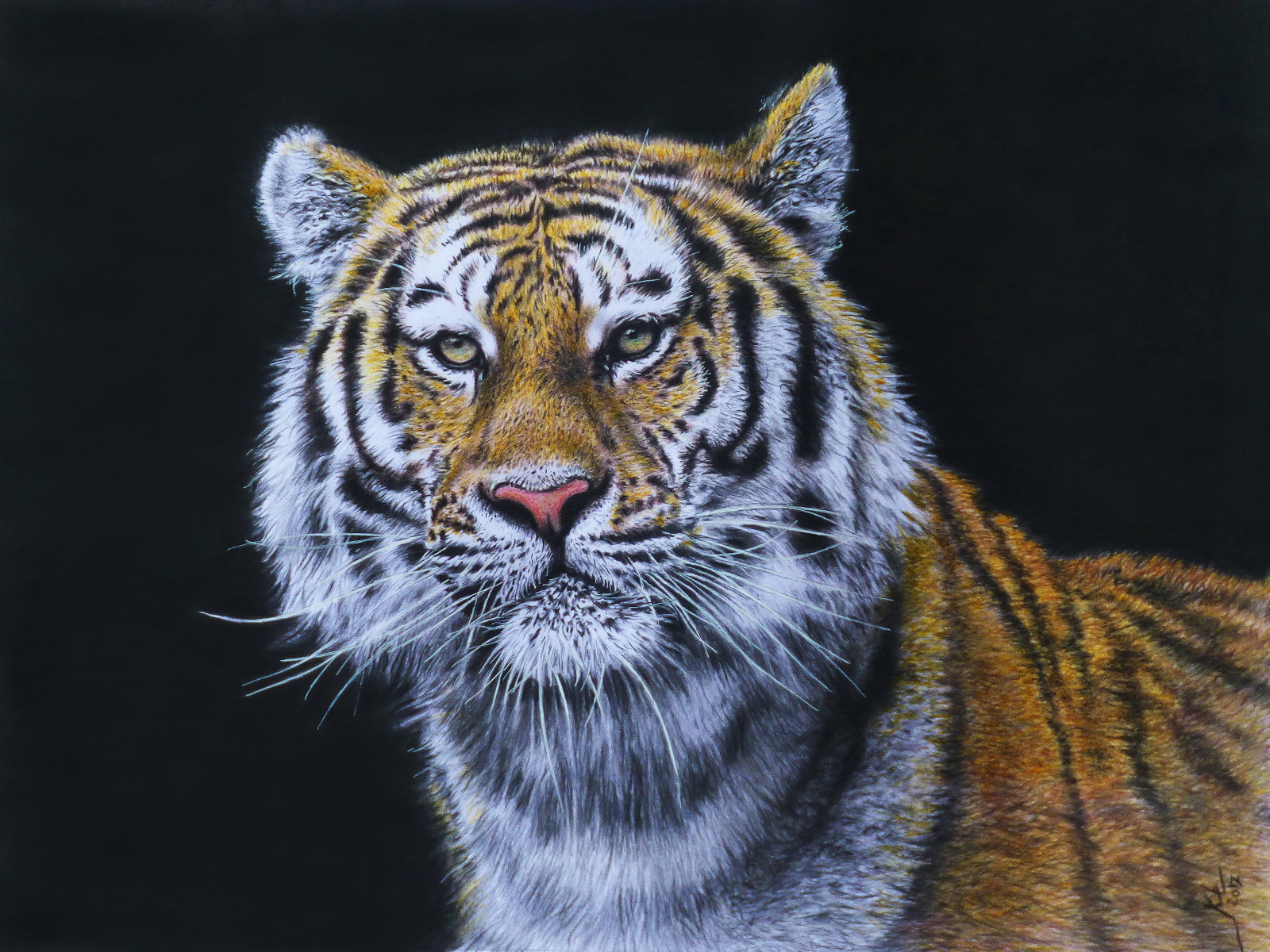 Красивый нарисованный тигр на черном фоне