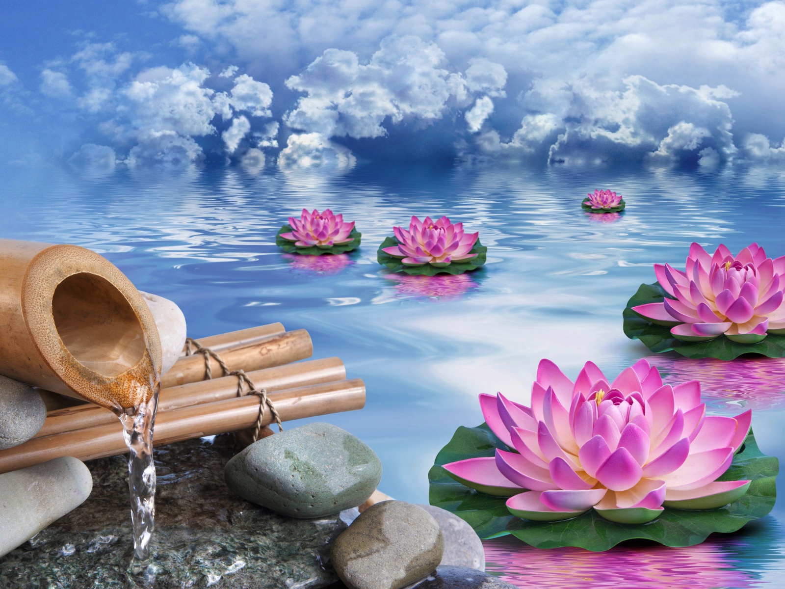 Фантастические кувшинки в воде под голубым небом