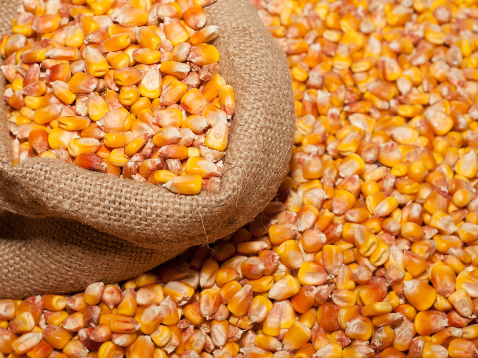 Кукурузные зерна в мешке крупным планом