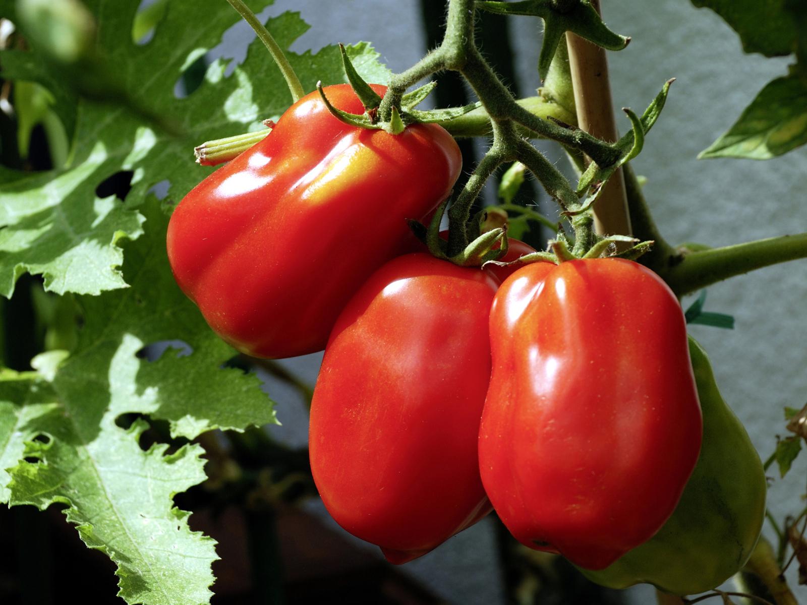 Три красных свежих помидора на грядке крупным планом