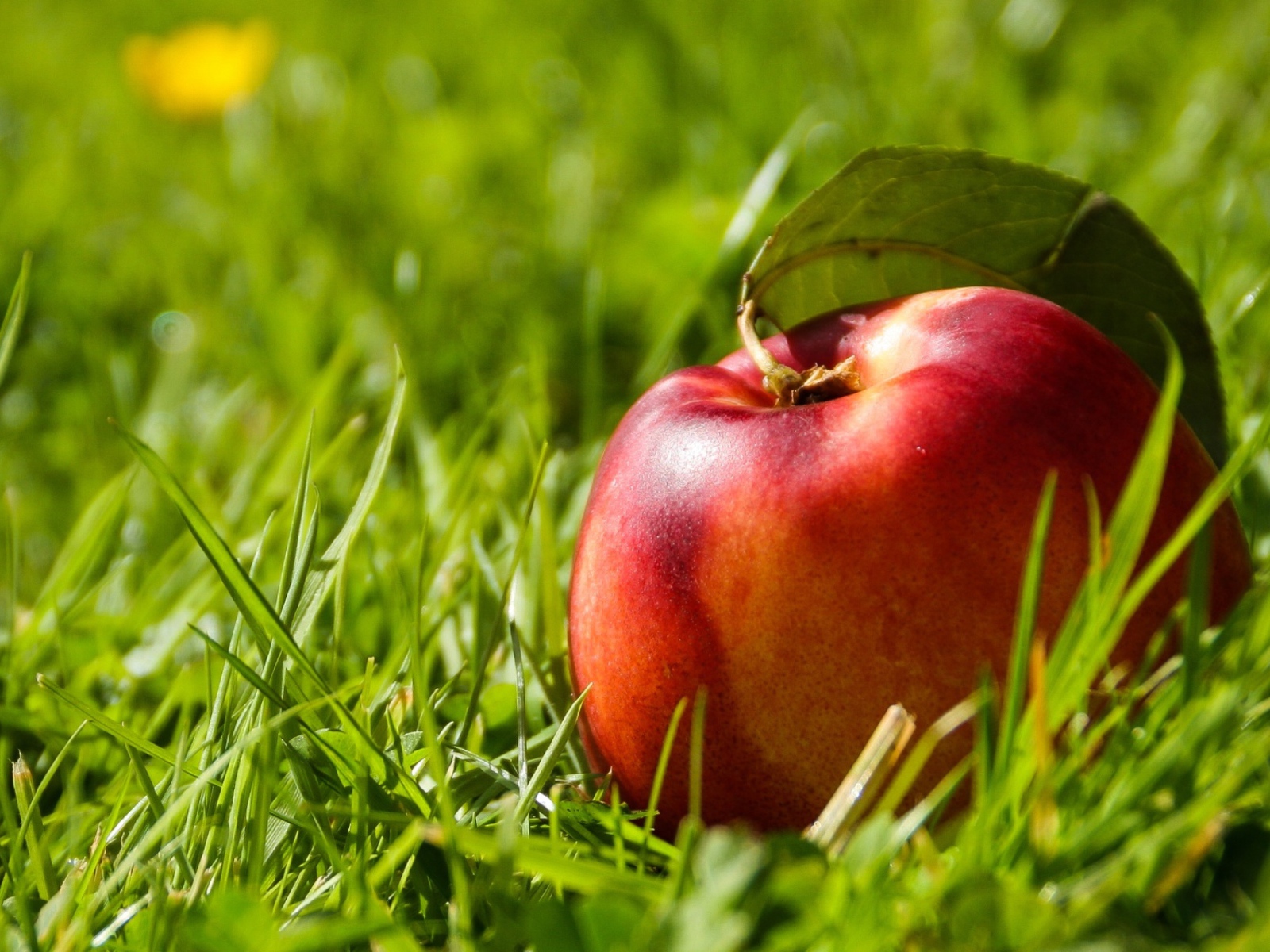 Большой красный нектарин в зеленой траве 