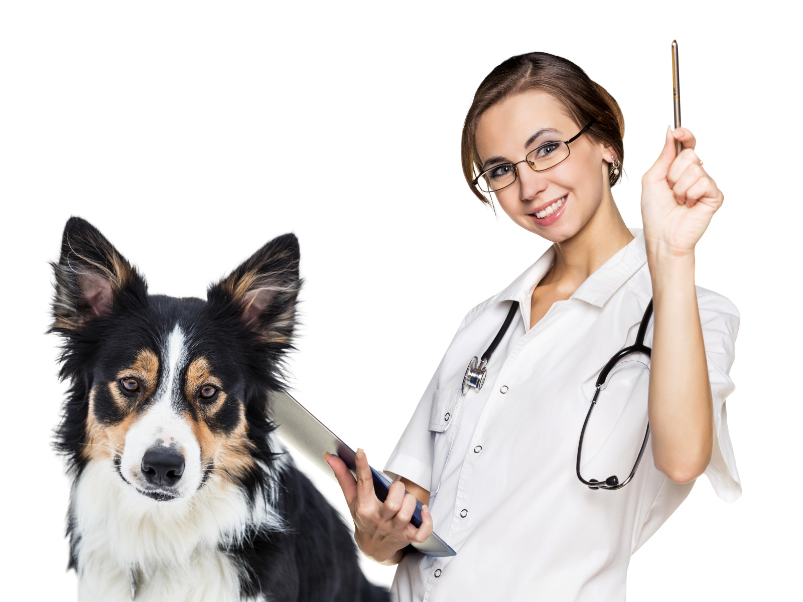 Девушка врач ветеринар с собакой бордер колли на белом фоне