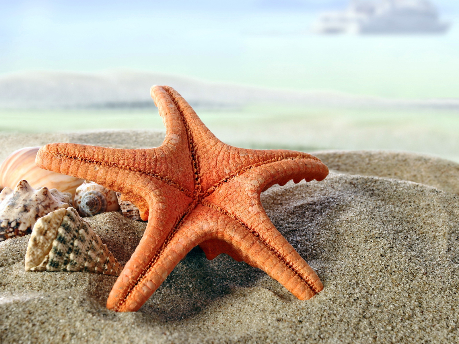 Beautiful starfish and seashells on sand