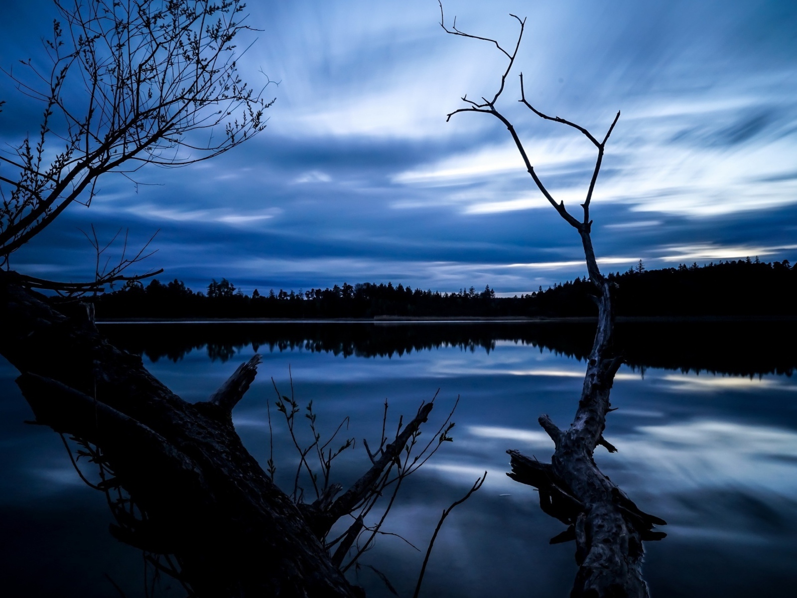 Сухое дерево у озера под красивым ночным небом