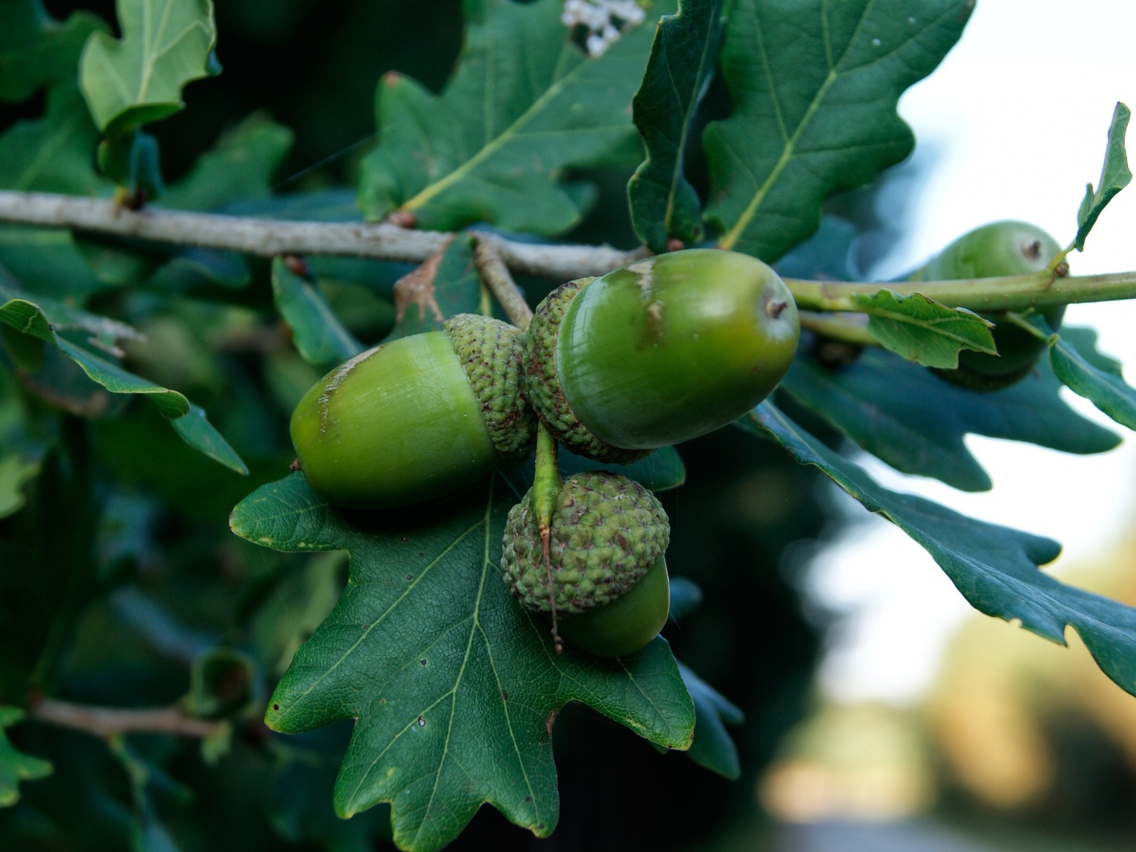 Зеленые желуди на ветке 
