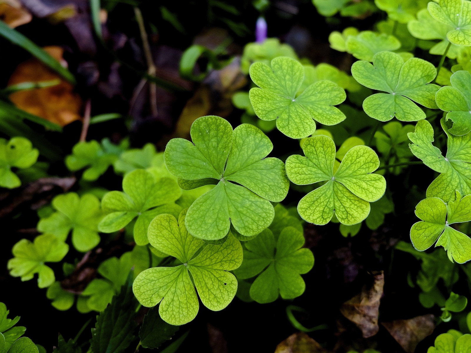 Зеленые листья клевера крупным планом