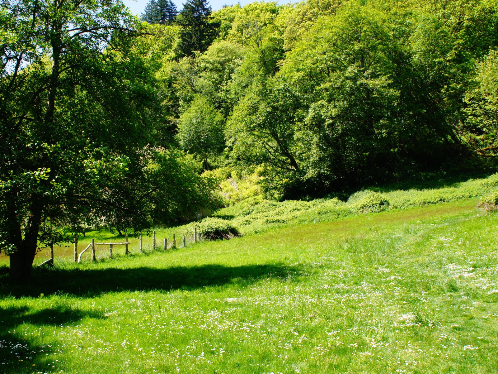 Зеленые деревья и трава летом 