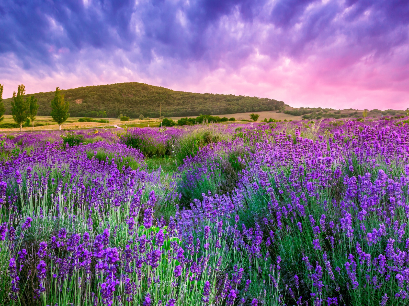 Лавандовые поля Прованса под красивым небом, Франция