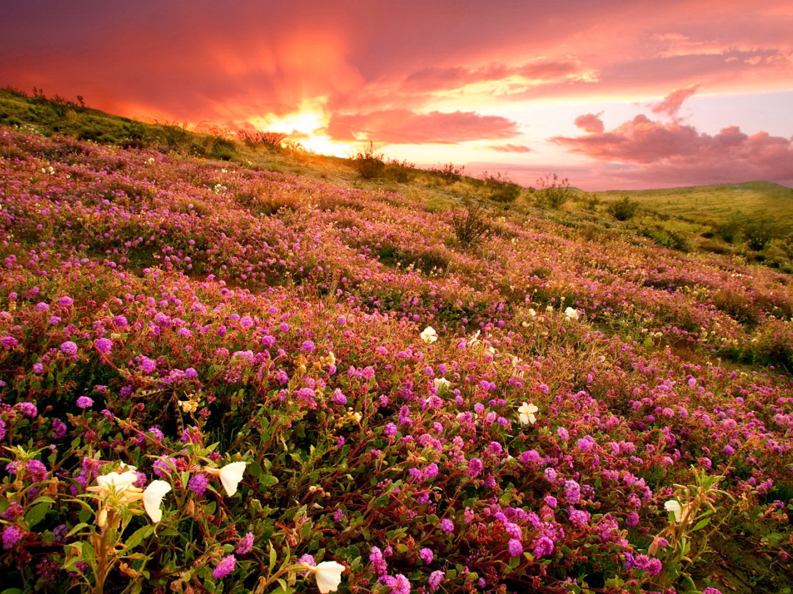 Розовые полевые цветы на фоне заката 