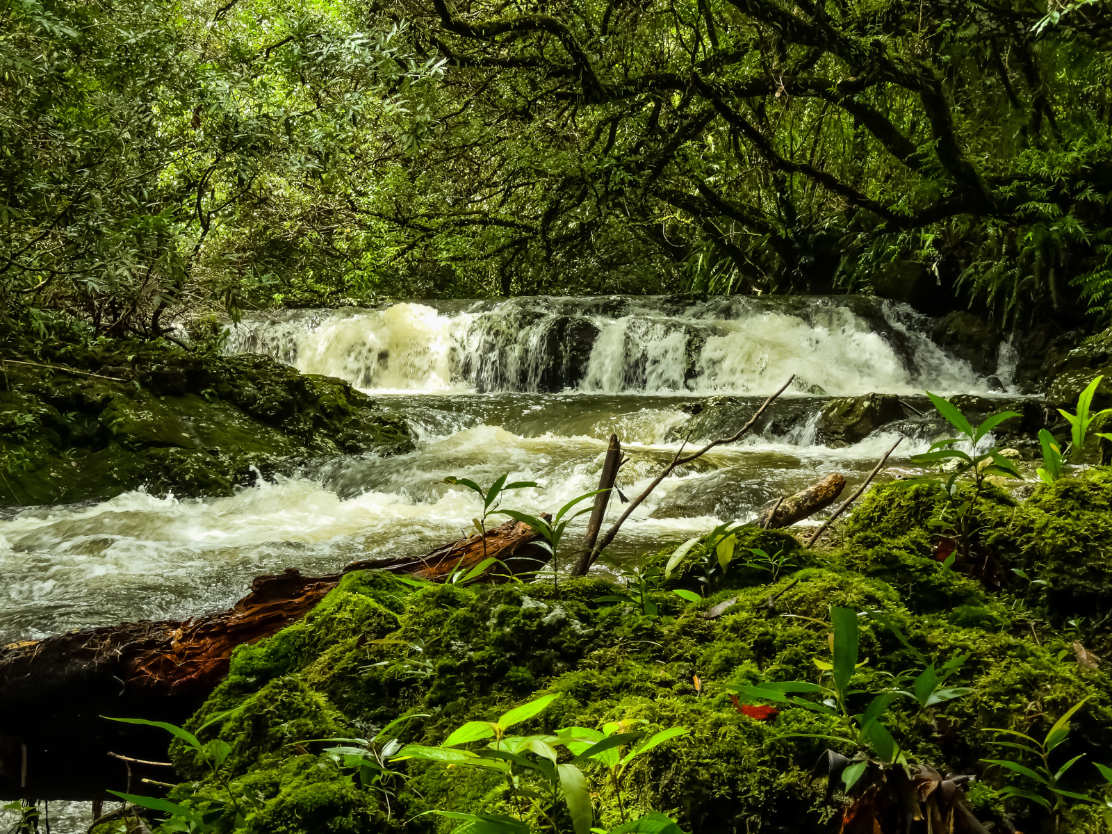 Водопад в лесу между деревьев, Франция 