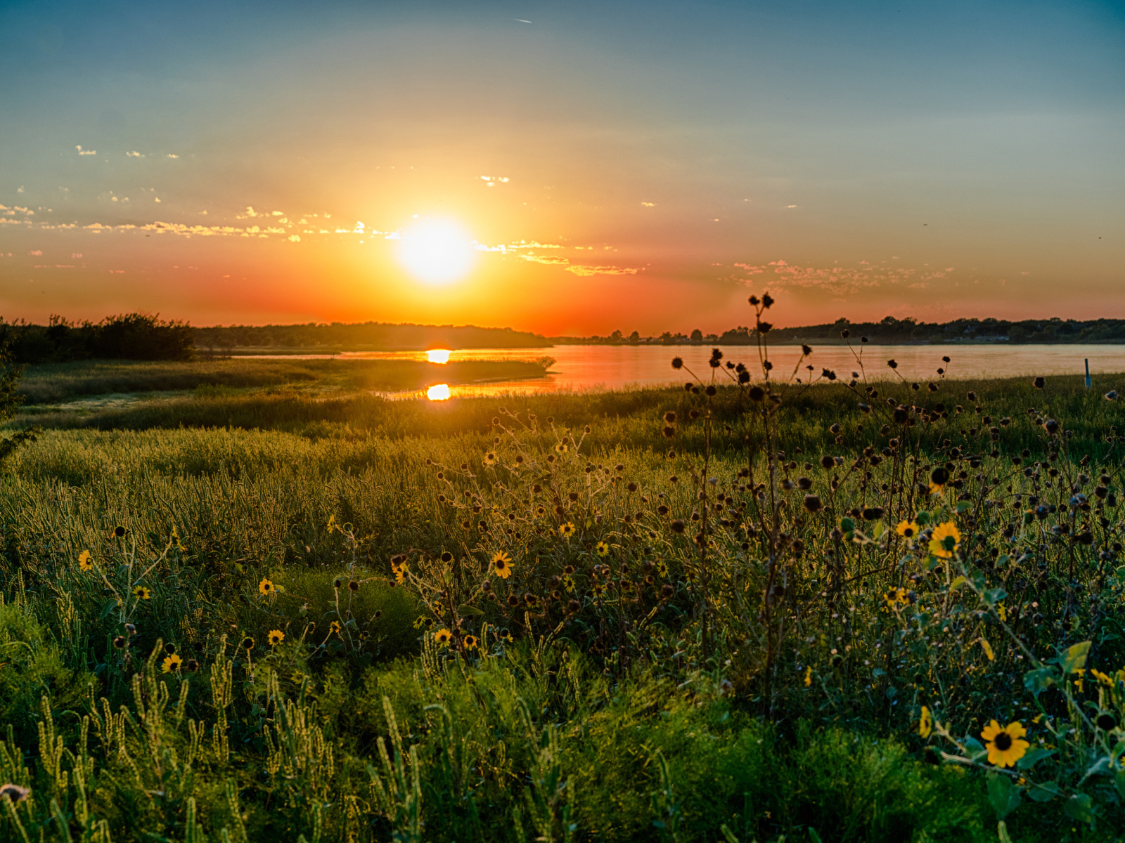 Полевые цветы на закате солнца над озером