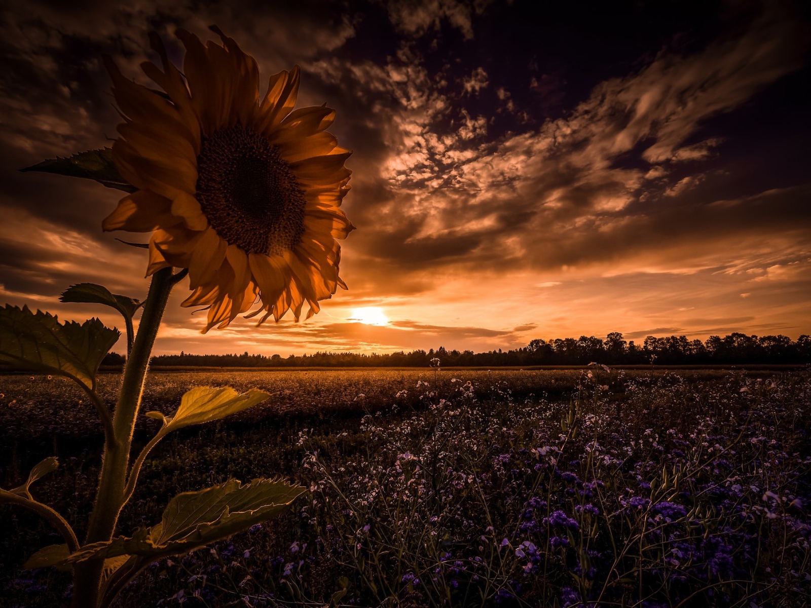 Подсолнух в поле с голубыми цветами на фоне неба 