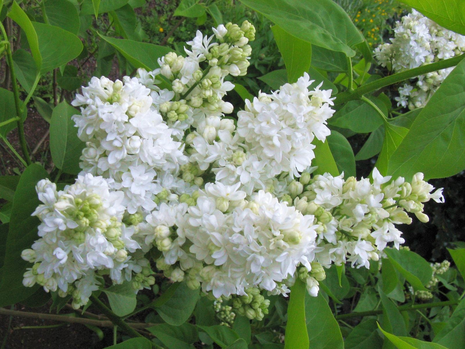 Ветка нежной сирени белого цвета