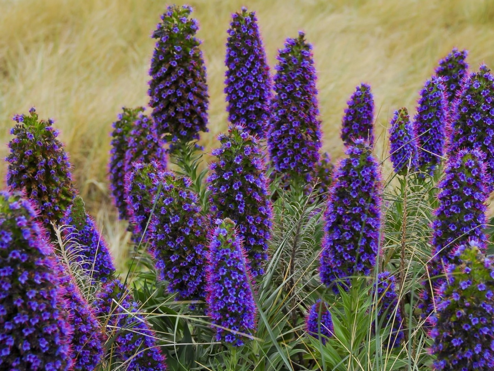 Красивые синие полевые цветы 