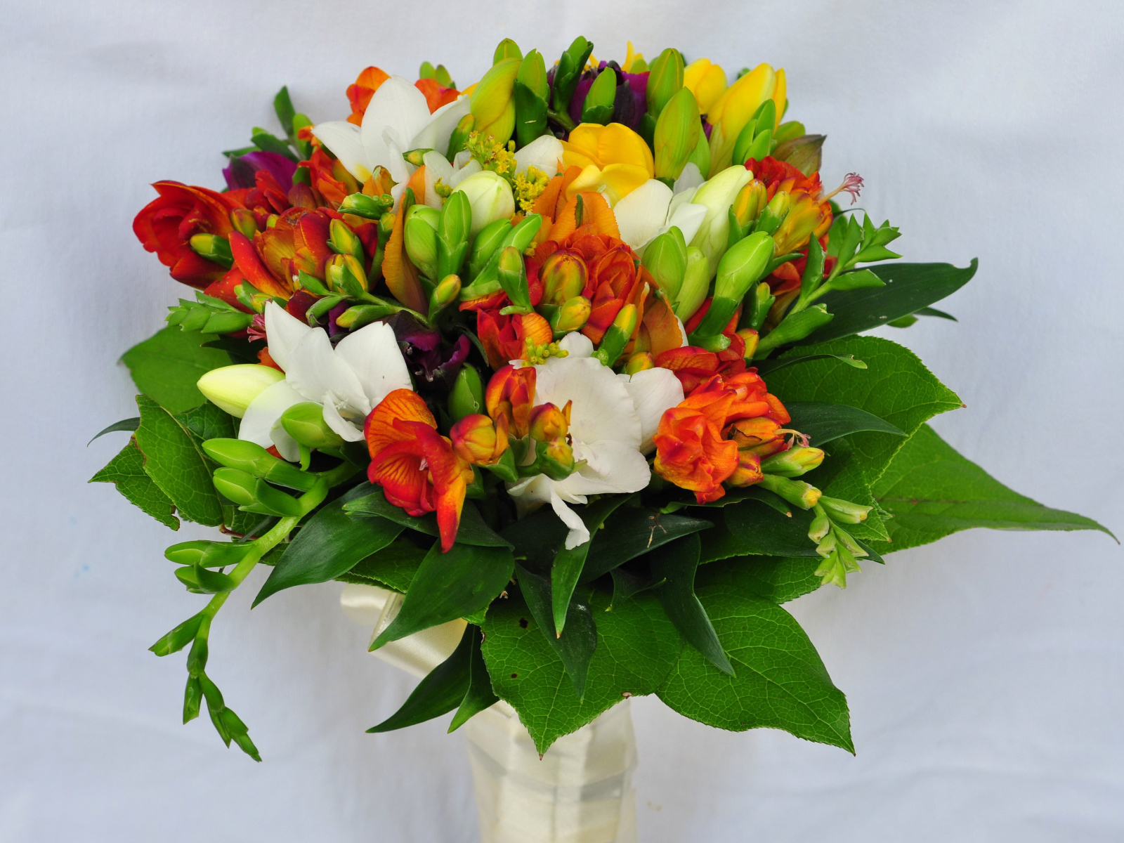 Красивый букет фрезий на сером фоне