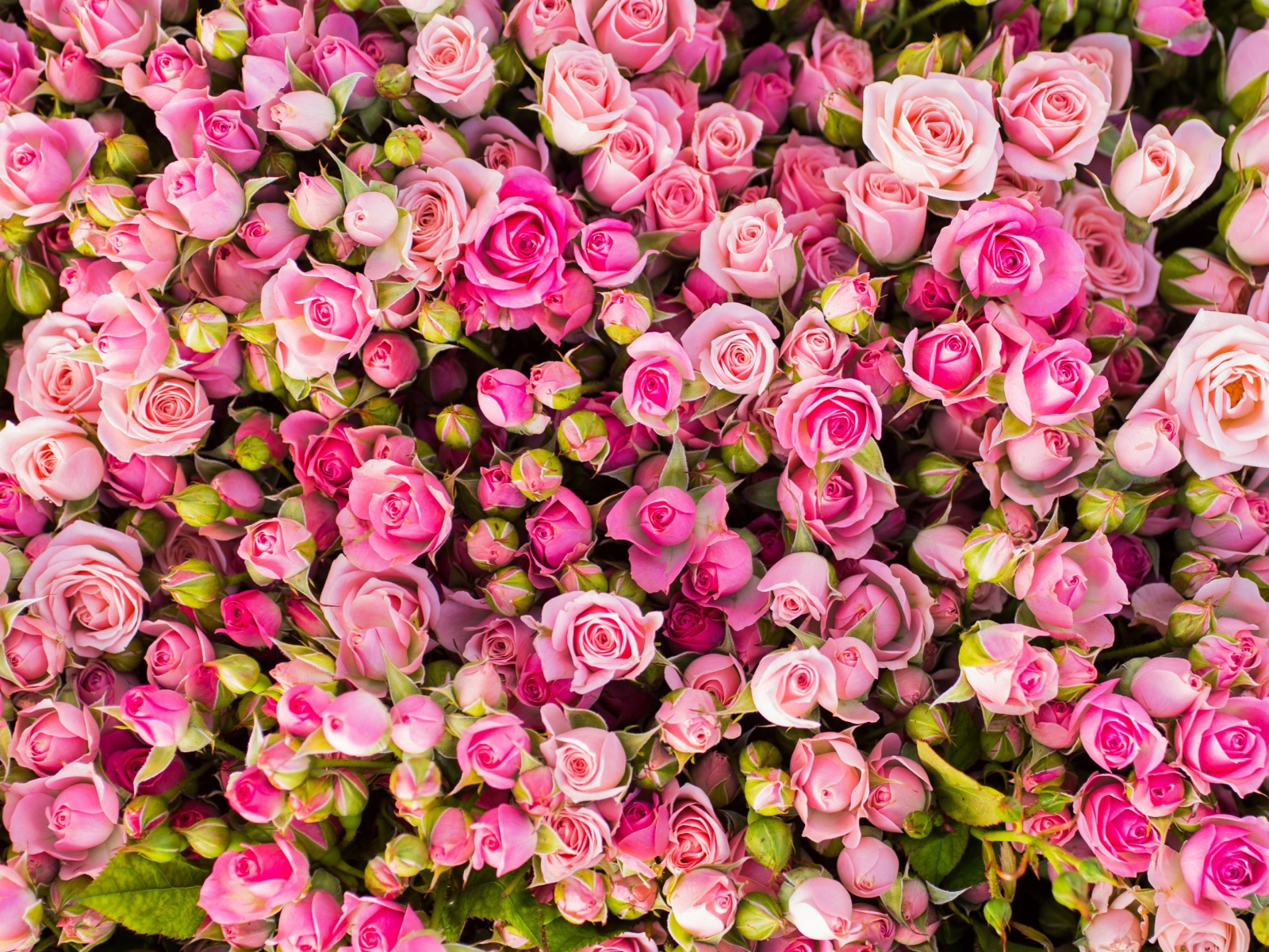 Красивые бутоны розовых роз 