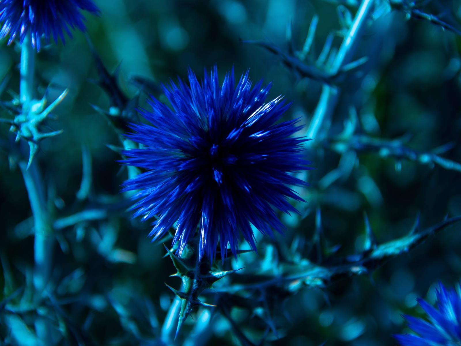 Красивые полевые синие цветы Мордовник шароголовый