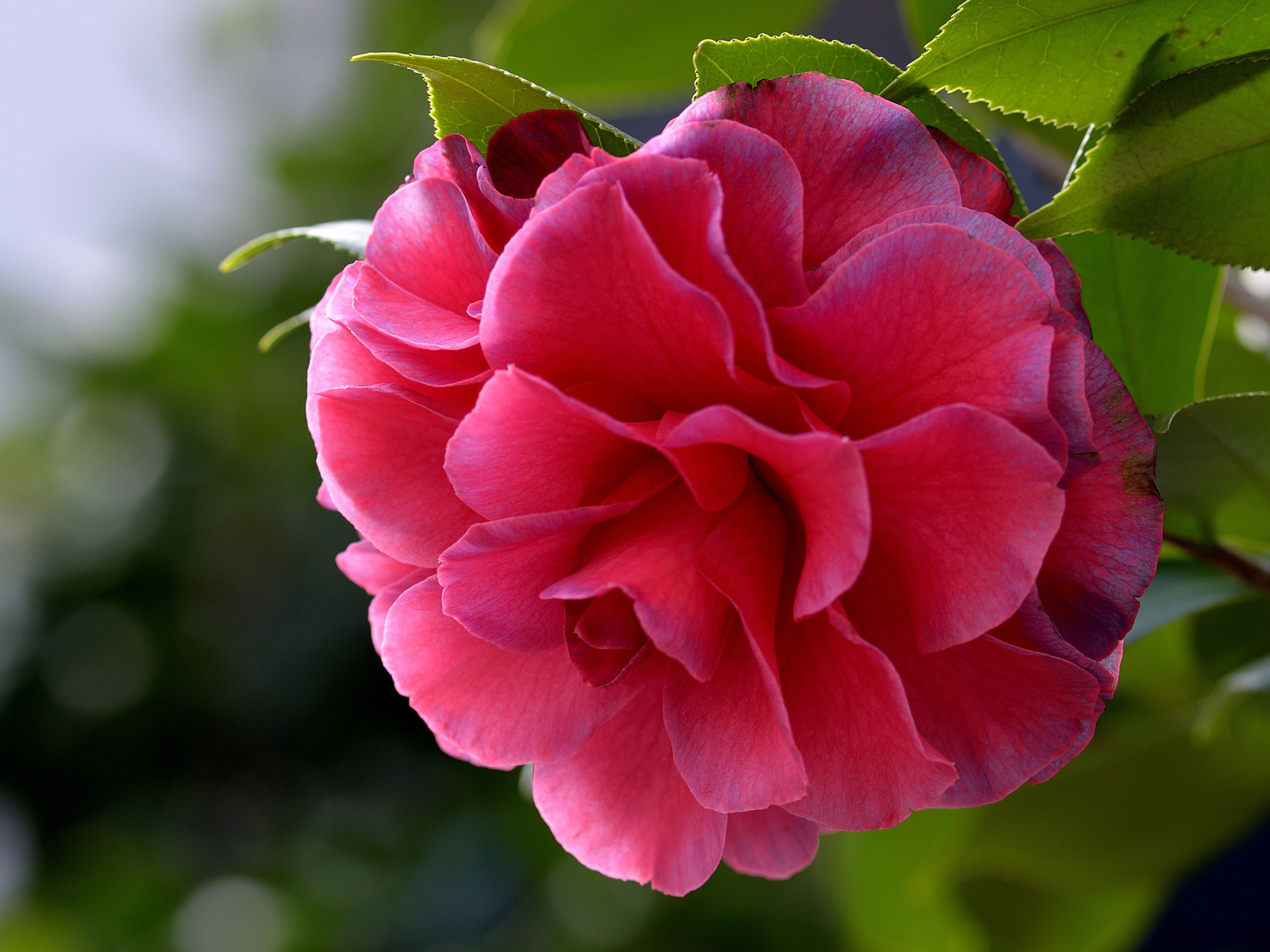 Красивый нежный розовый цветок камелия 