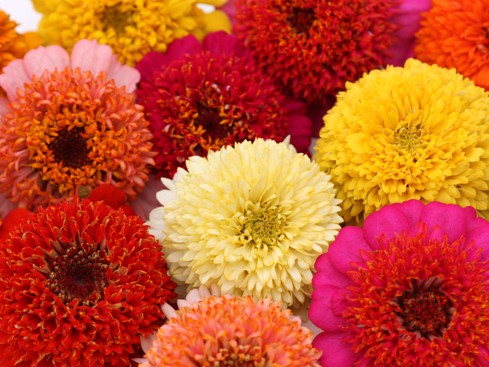 Красивые разноцветные летние цветы цинии крупным планом