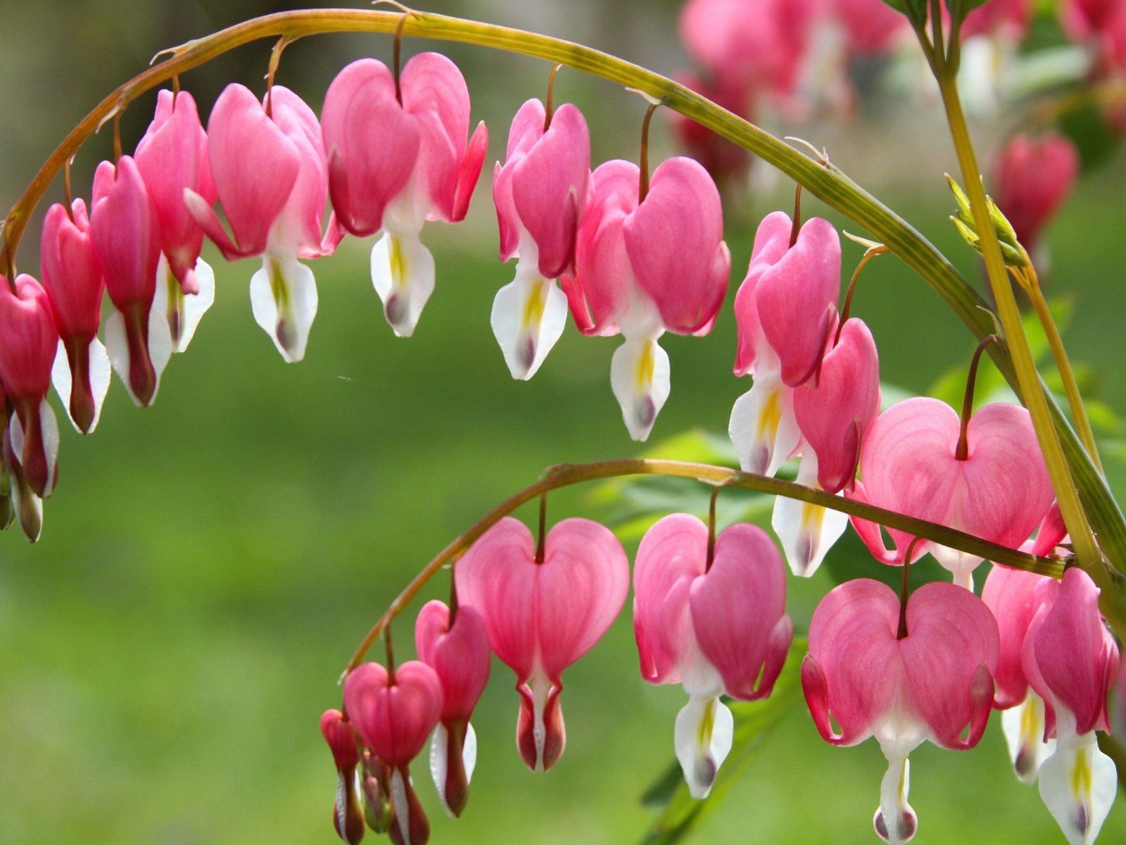 Красивые розовые с белым цветы дицентра