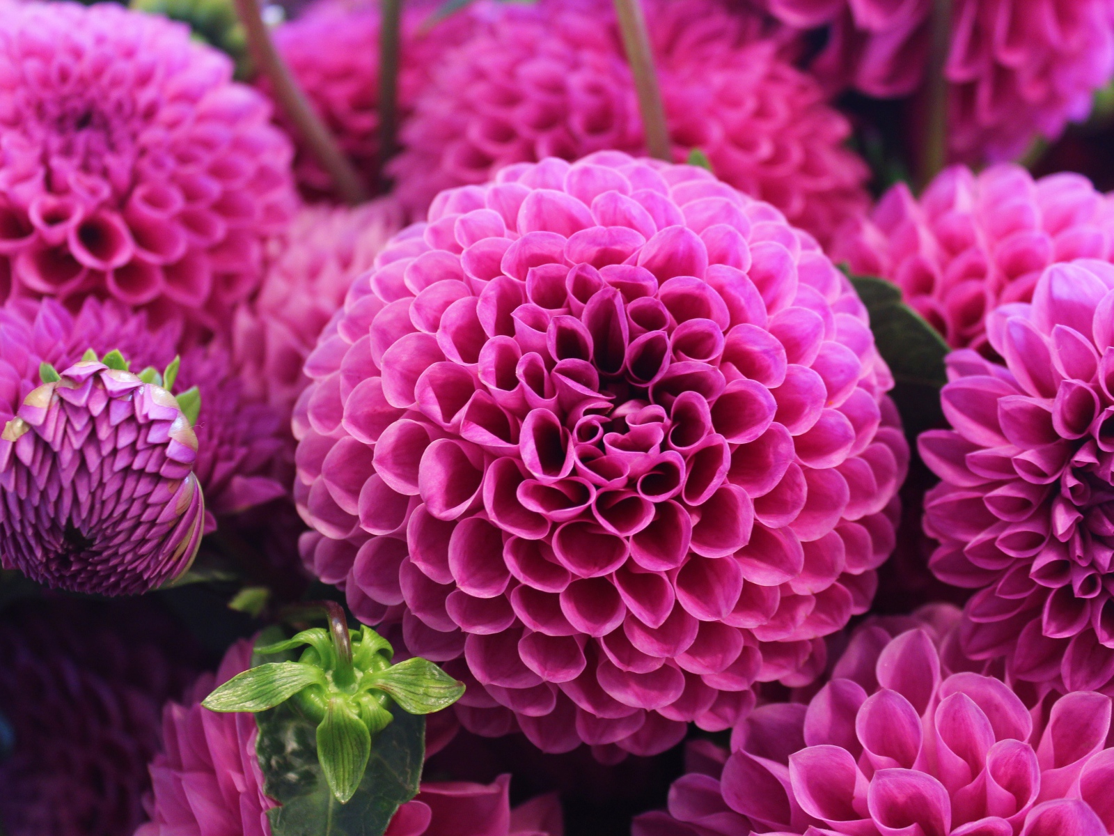 Красивый розовый цветок георгин 