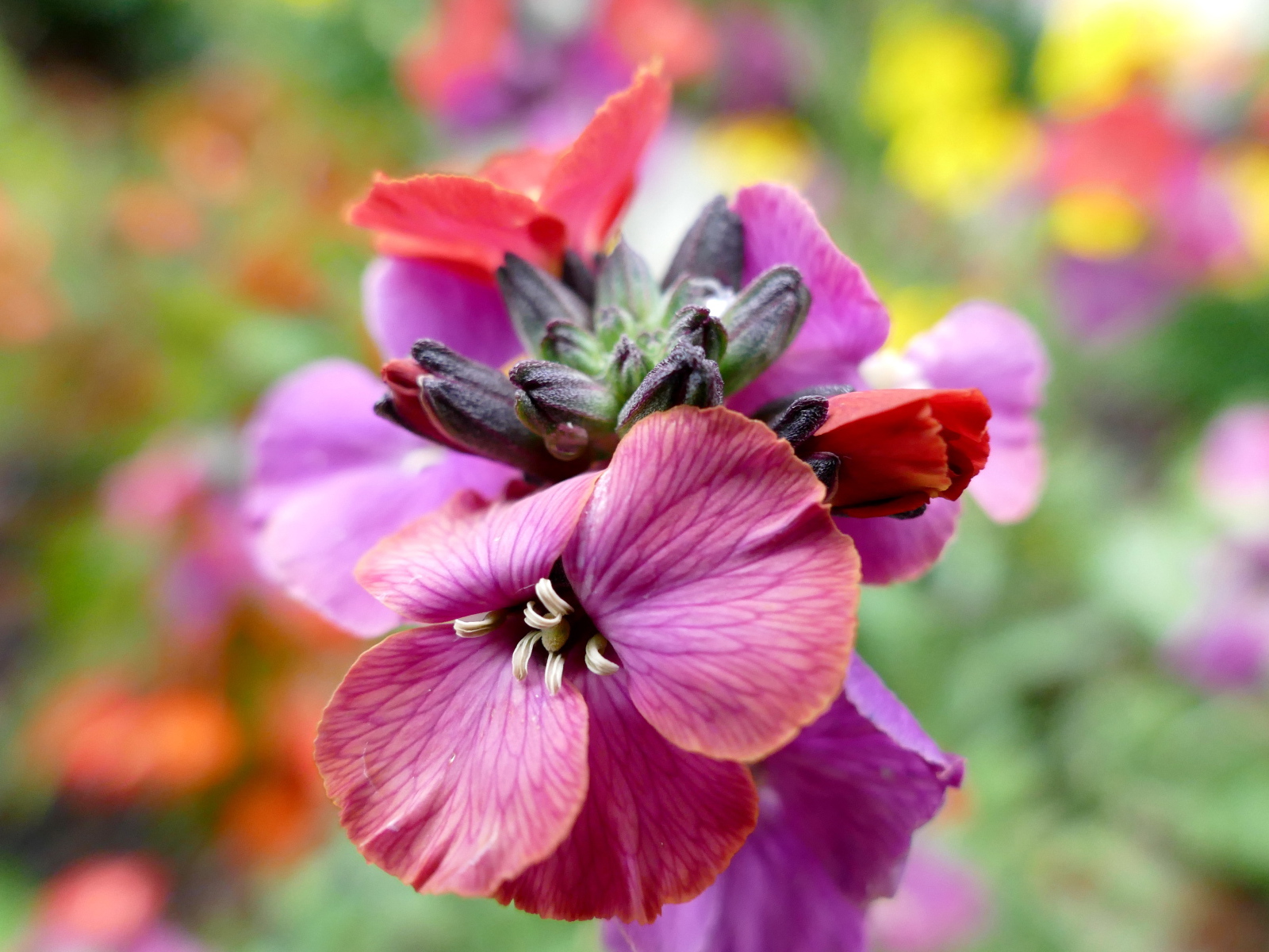 Красивый розовый садовый цветок крупным планом