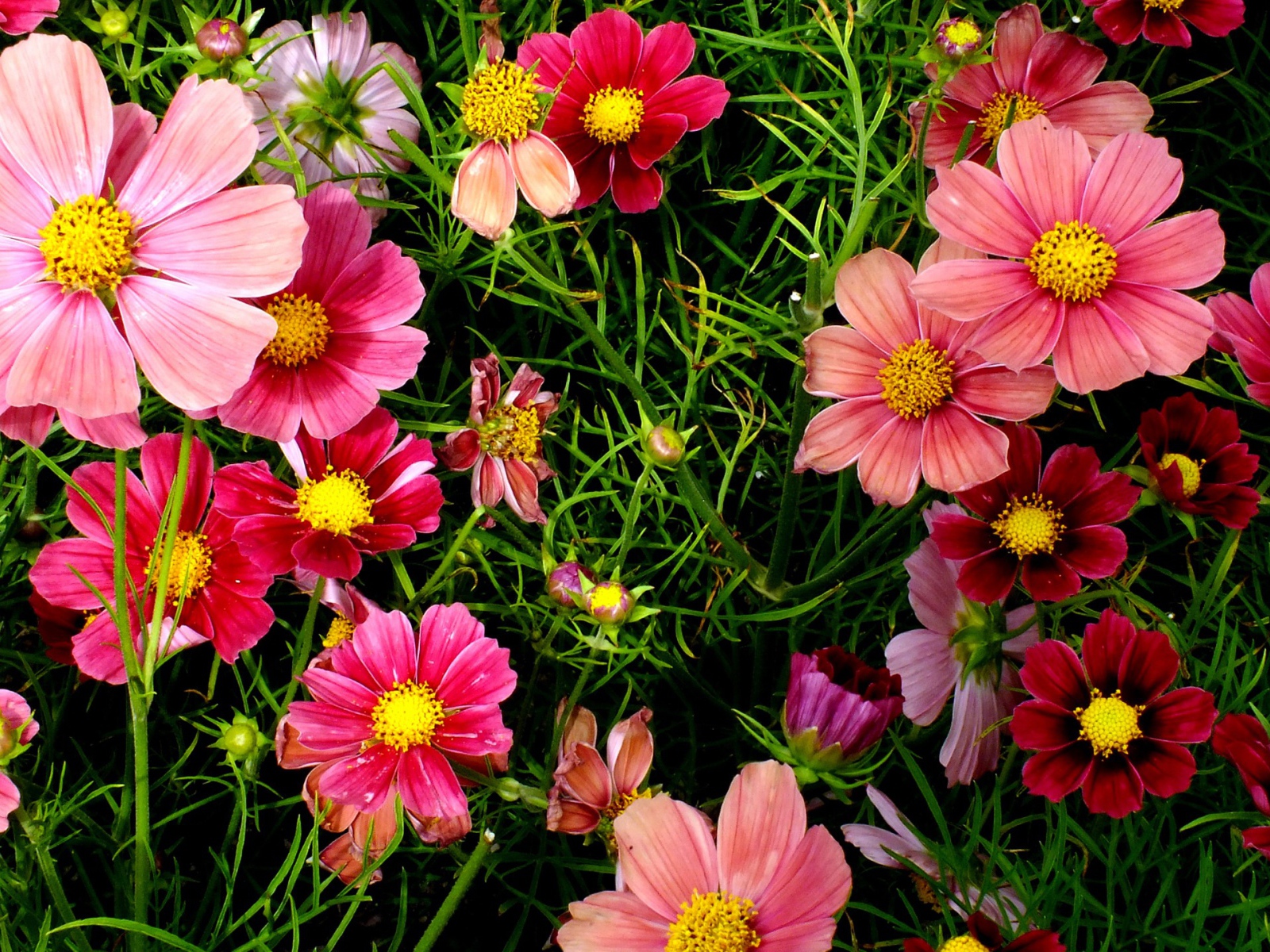 Красивые розовые садовые цветы космея 