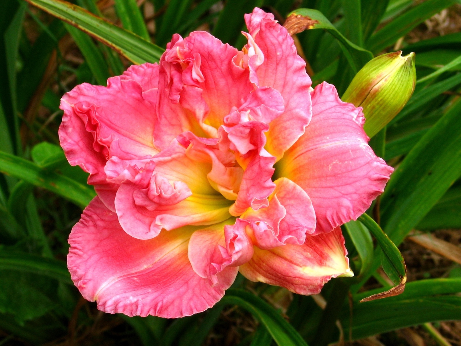 Красивая розовая лилия с бутоном крупным планом