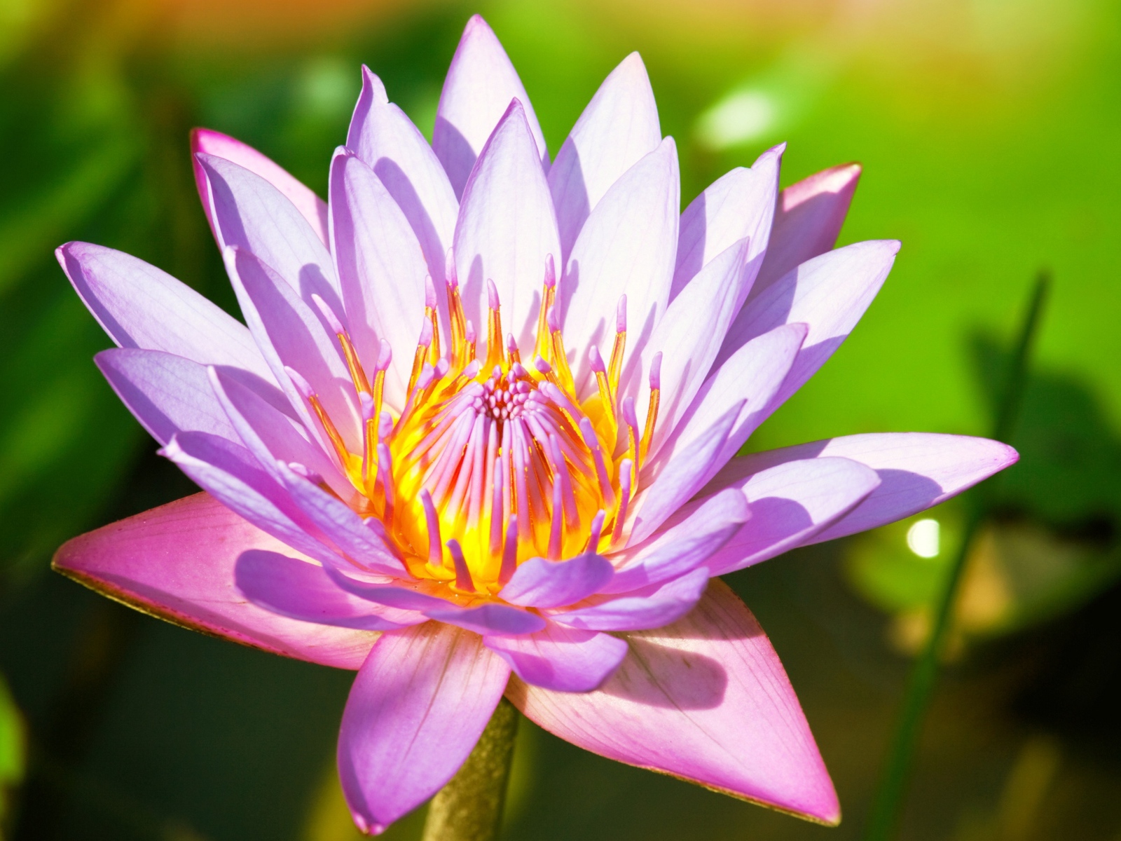 Красивый розовый цветок  водяной лилии крупным планом