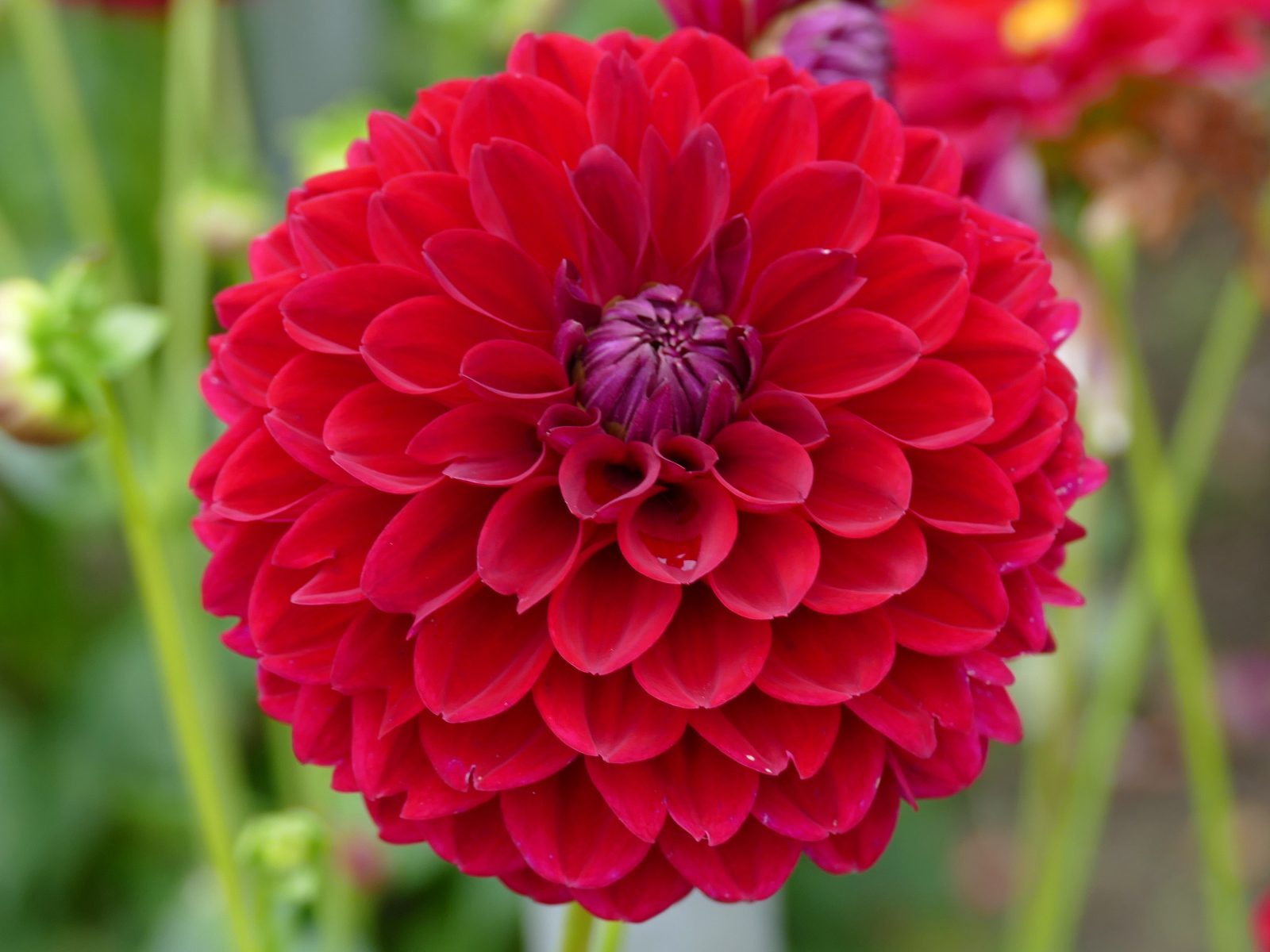 Красивый красный  цветок георгин