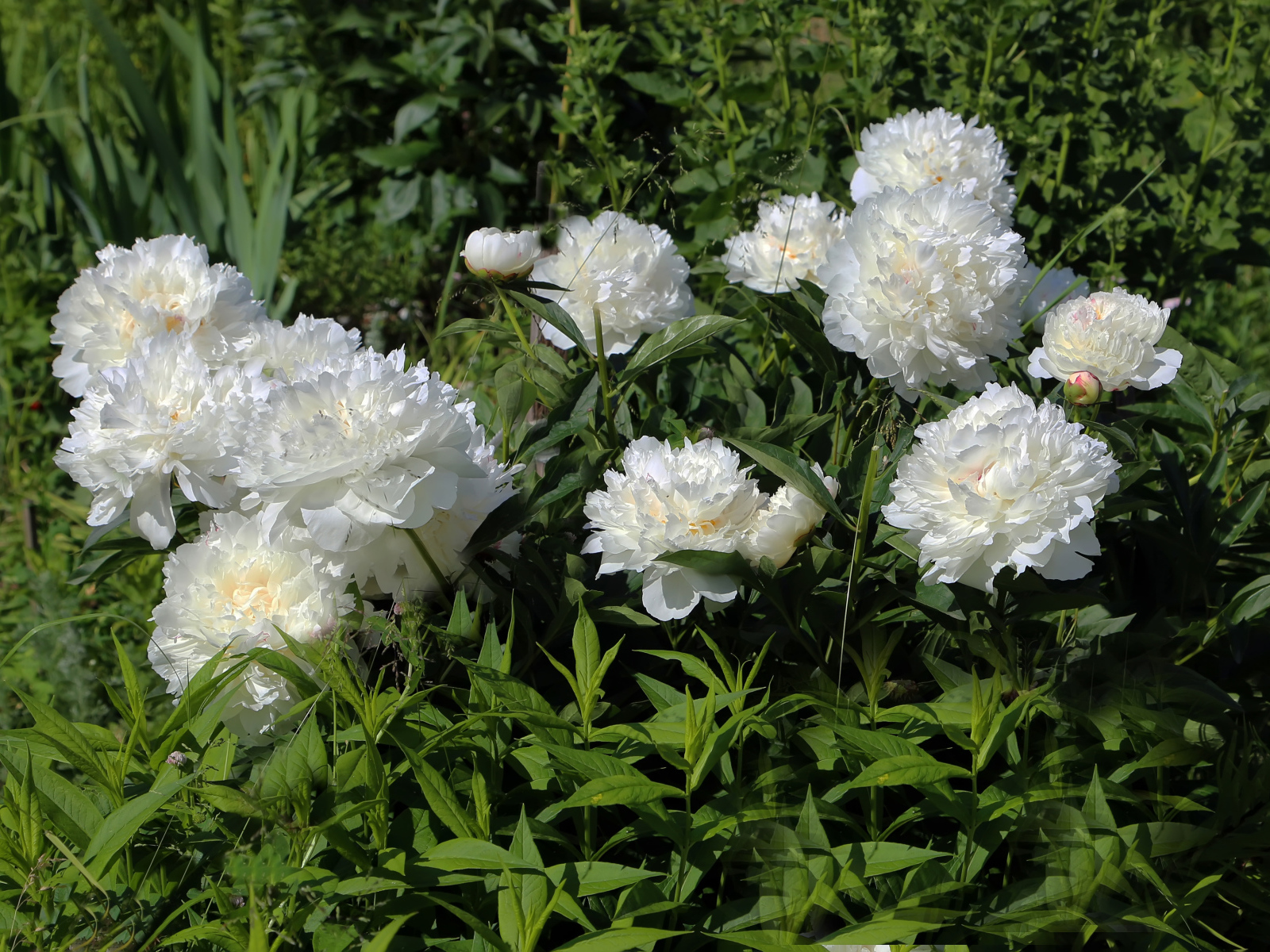 Красивые нежные белые пионы на клумбе