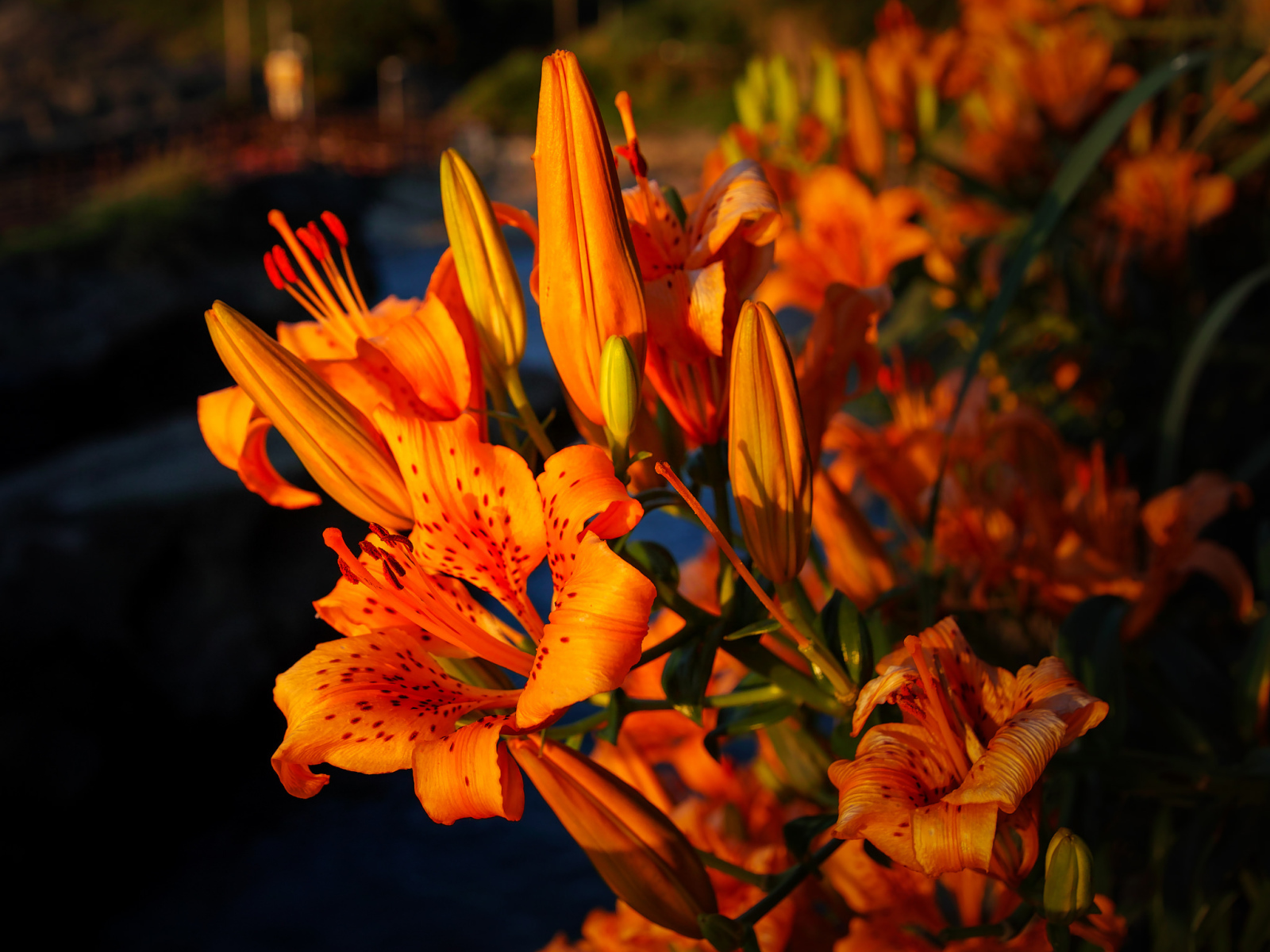 Красивый летний цветок тигровая лилия