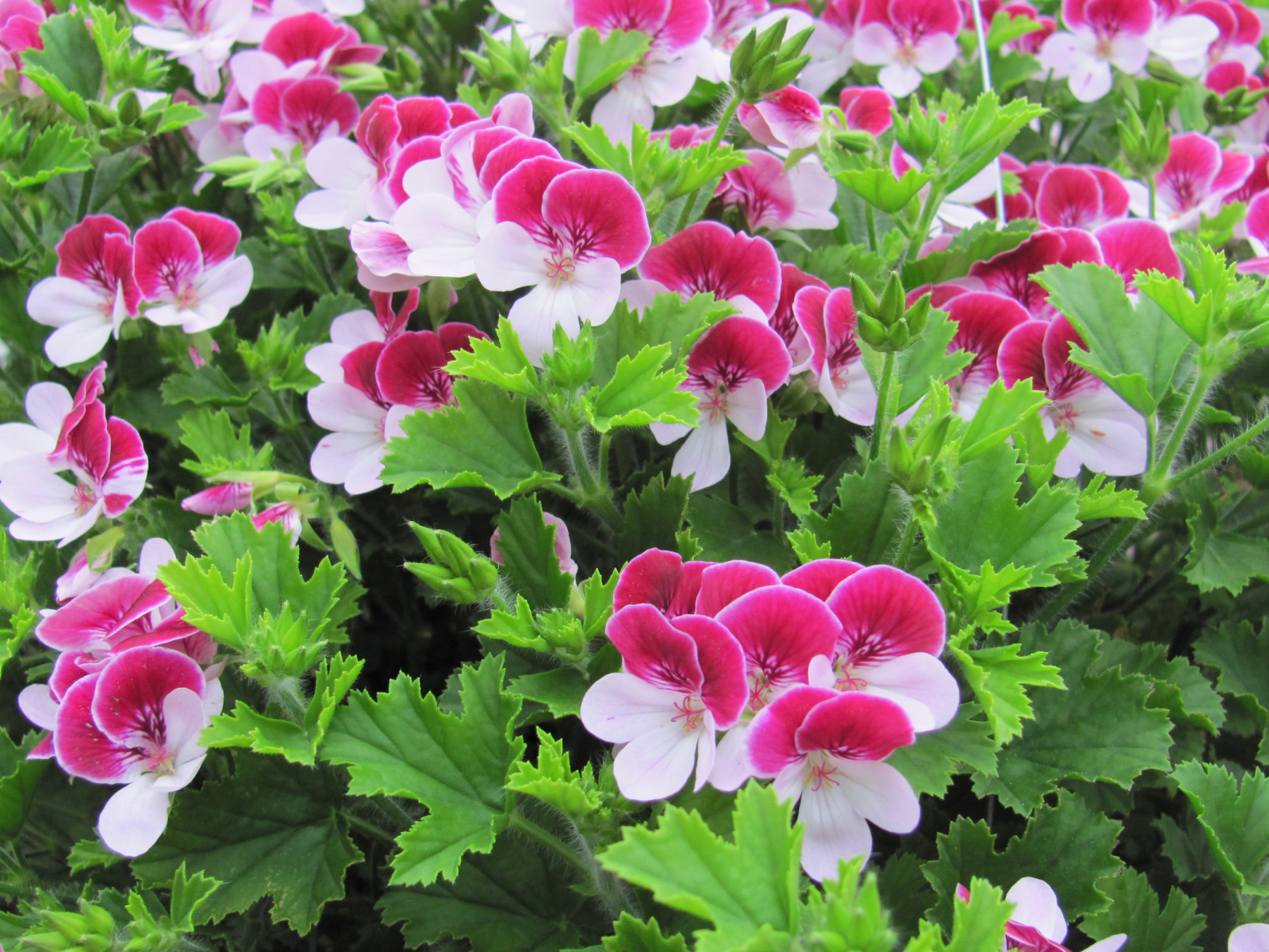 Красивые бело-розовые цветы герани