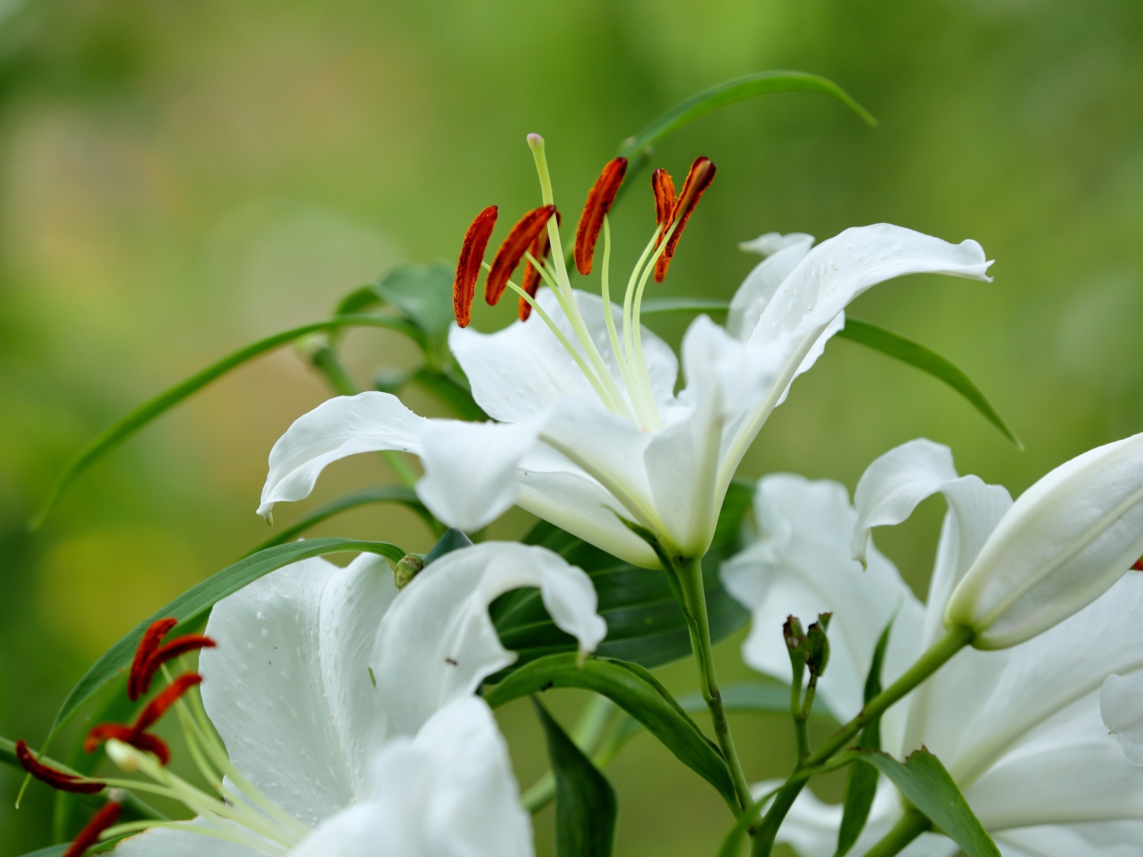 Красивый белый цветок лилии с бутонами и зелеными листьями