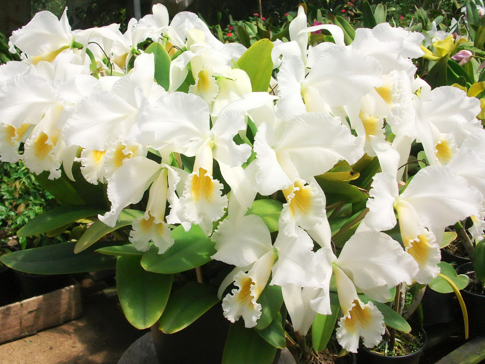 Красивые белые орхидеи на клумбе крупным планом