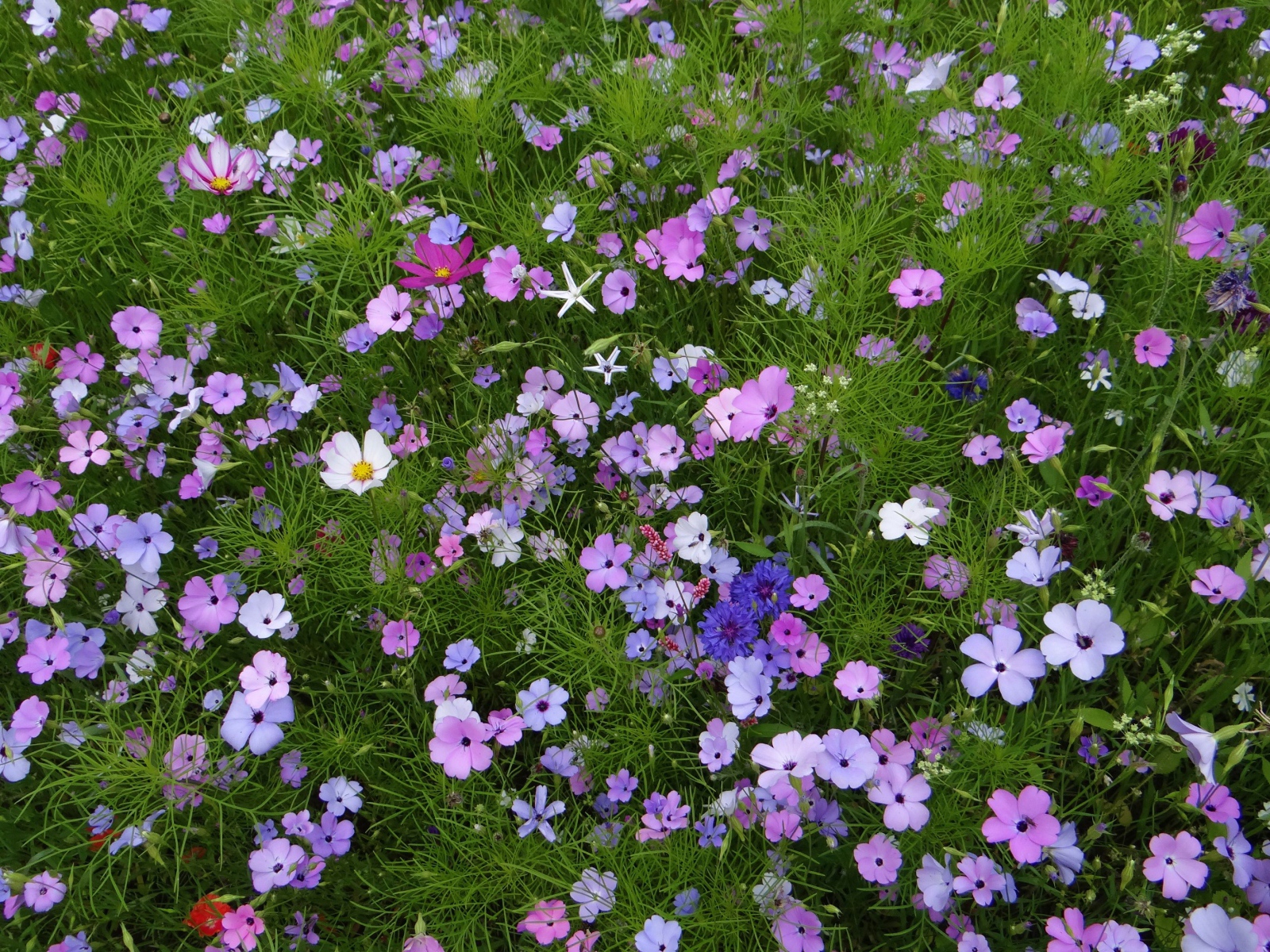 Красивые полевые цветы космея и голубые васильки