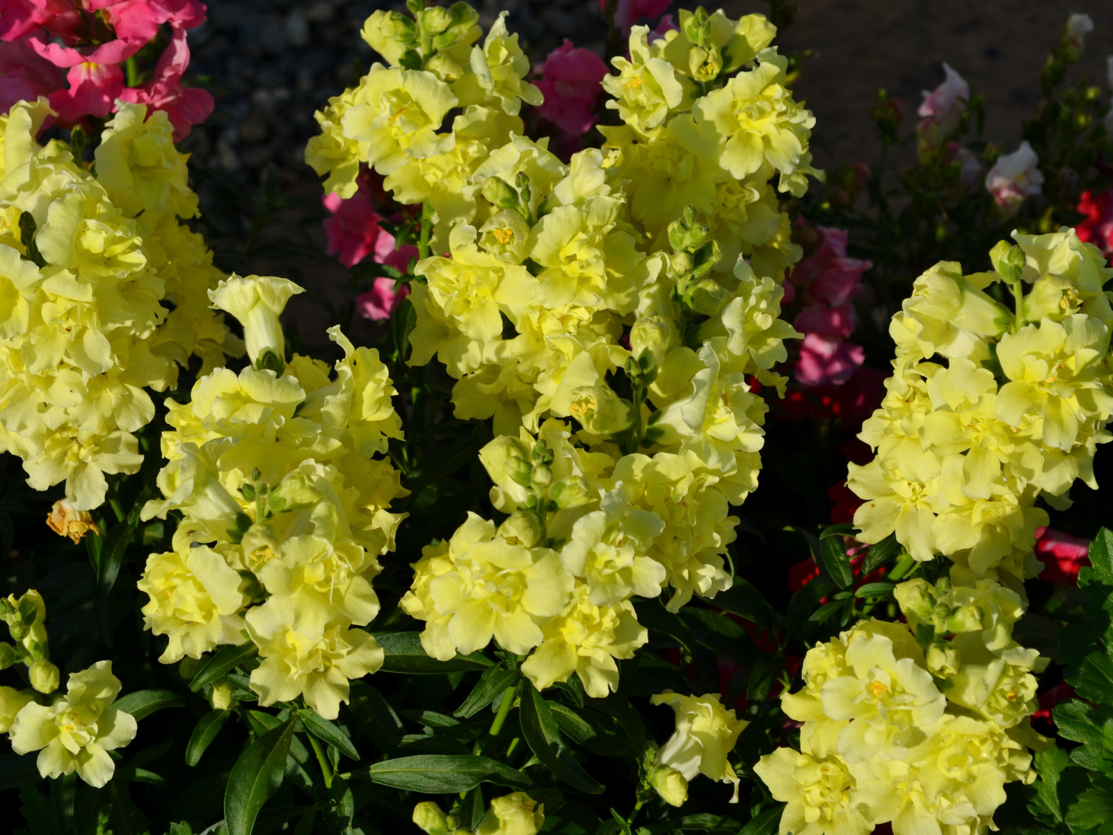 Красивые желтые цветы Львиный зев