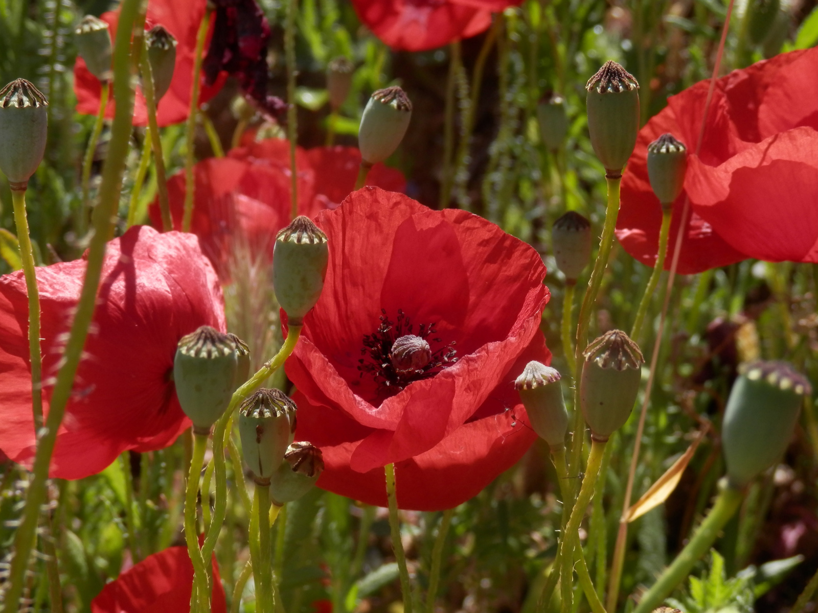 Большие красивые красные маки в поле 