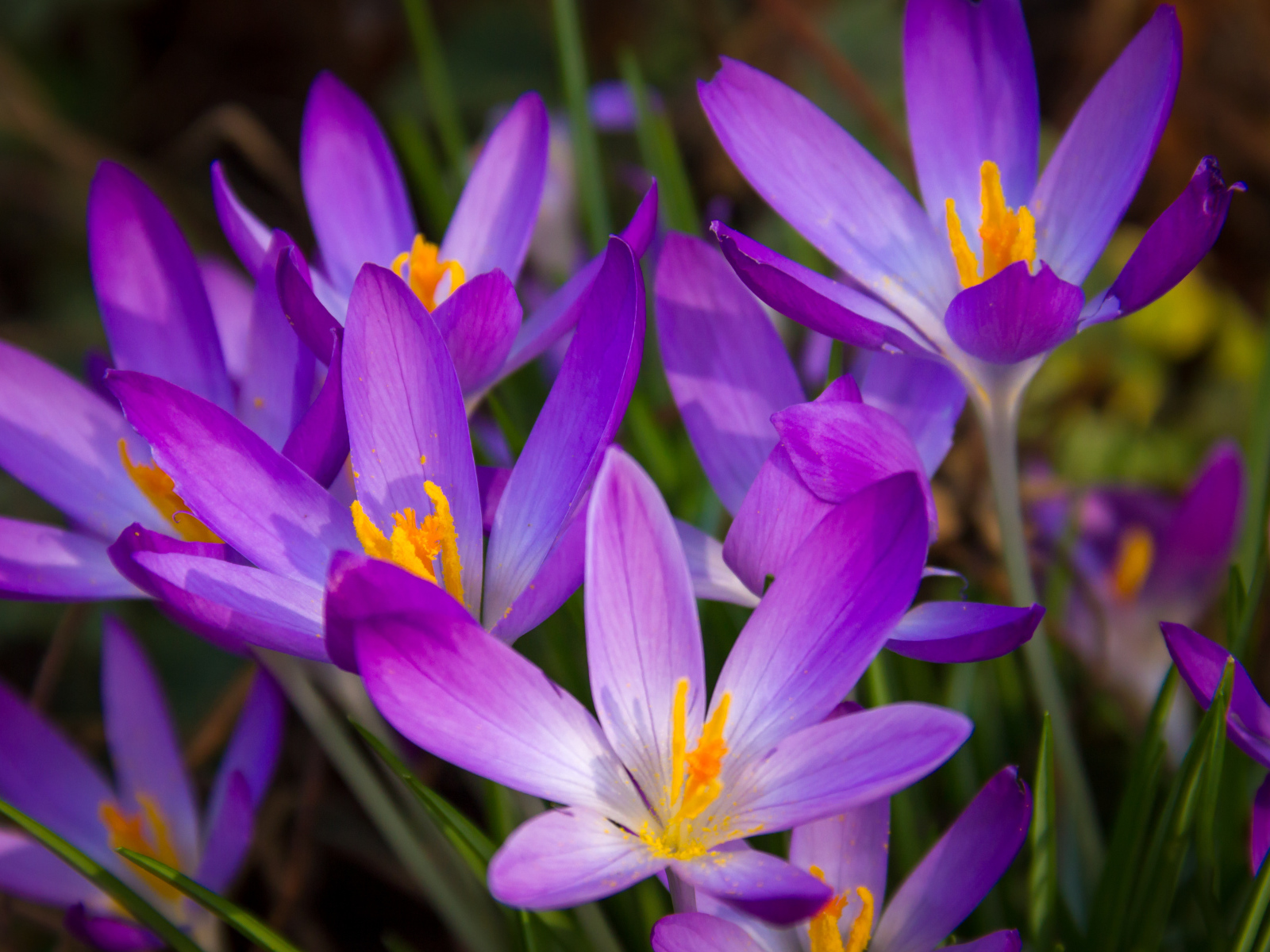 Распустившиеся фиолетовые крокусы крупным планом