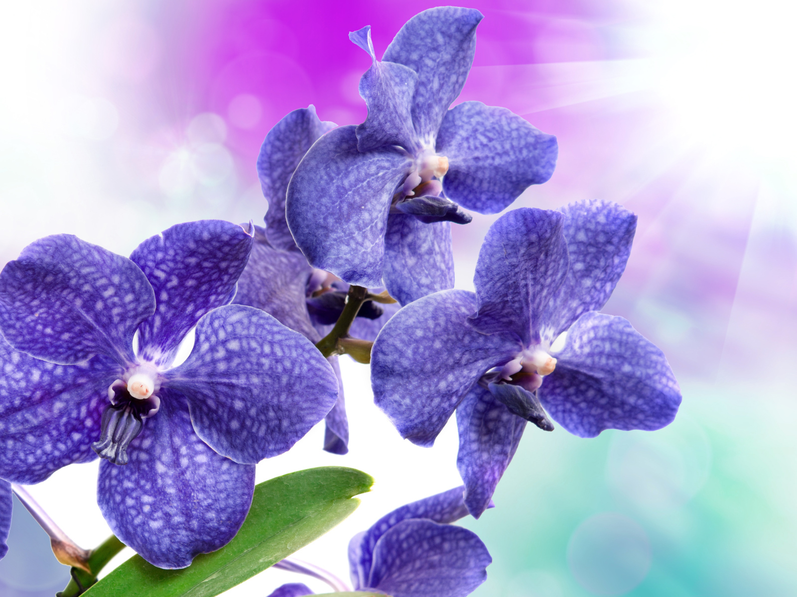 Синие орхидеи с белыми пятнами крупным планом