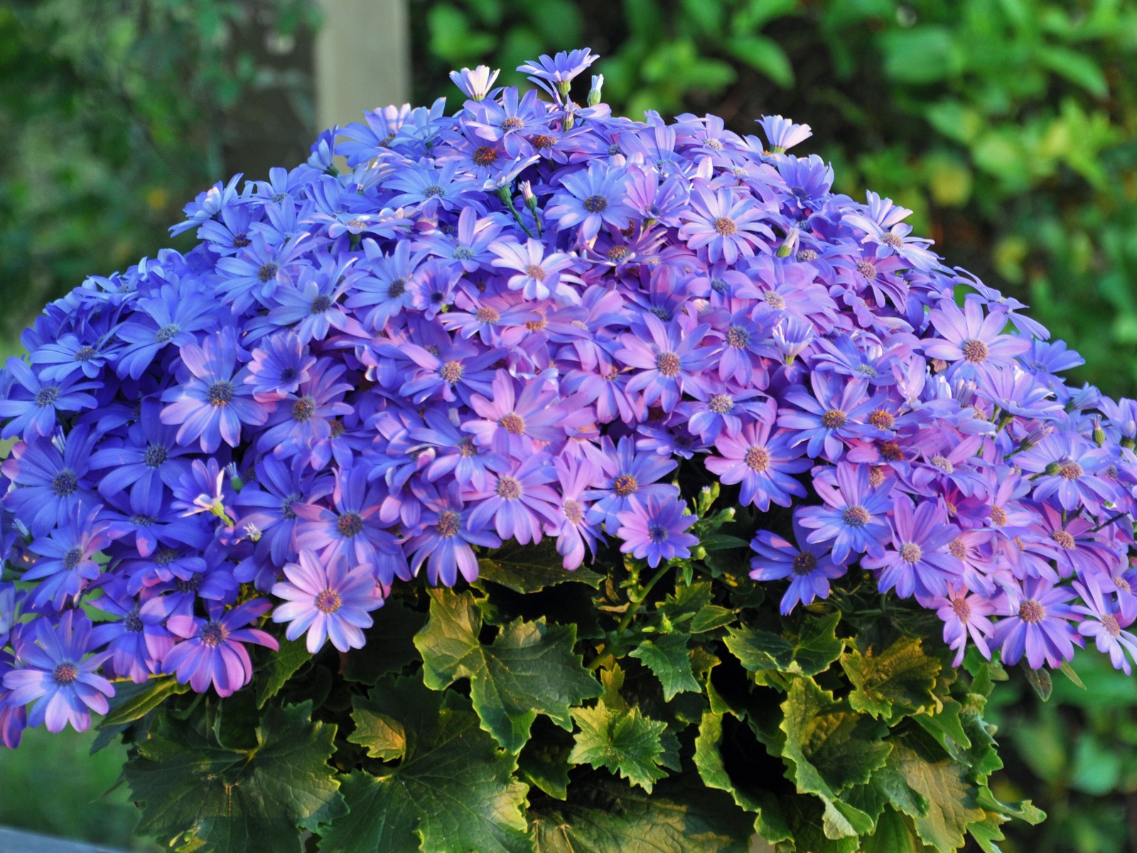 Букет синих красивых цветов 