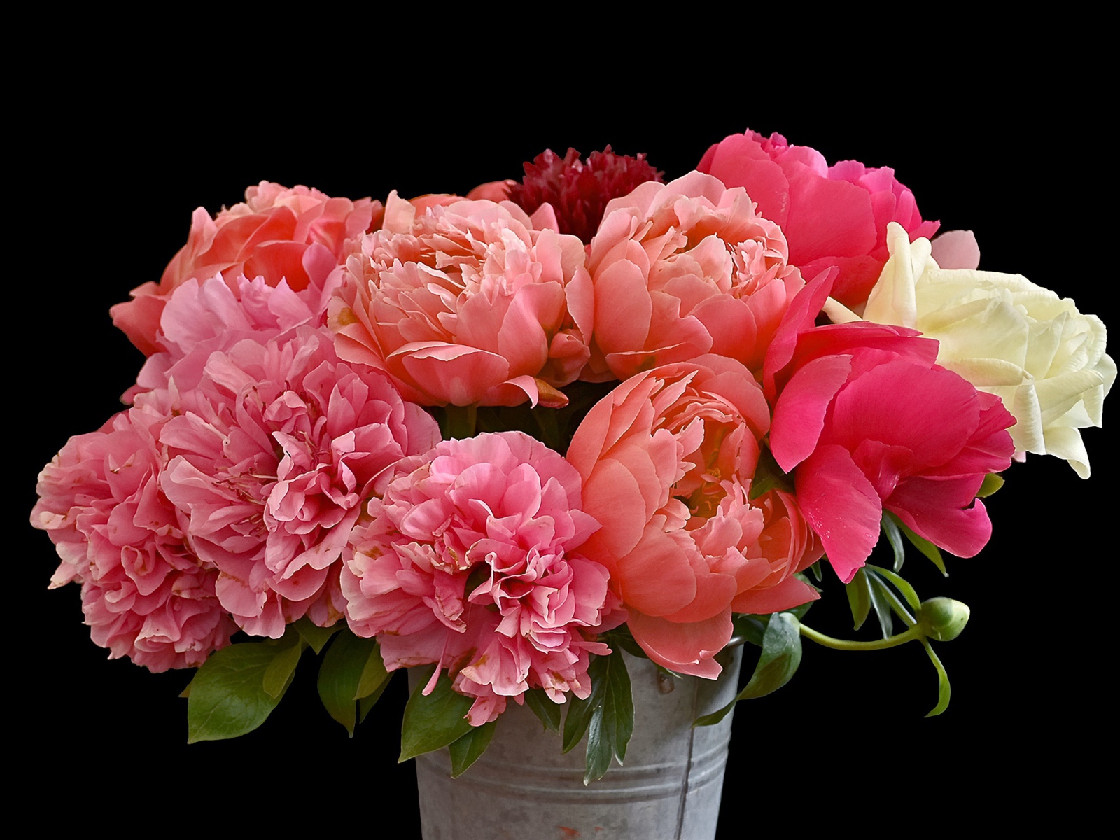 Букет розовых красивых пионов в ведре на черном фоне