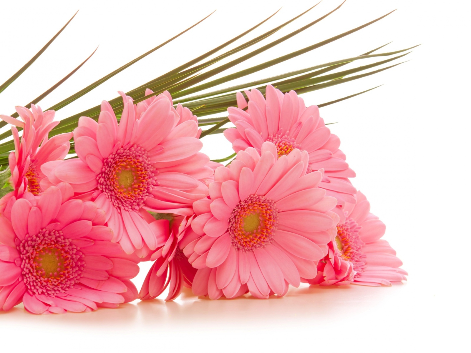 Букет розовых гербер на белом фоне