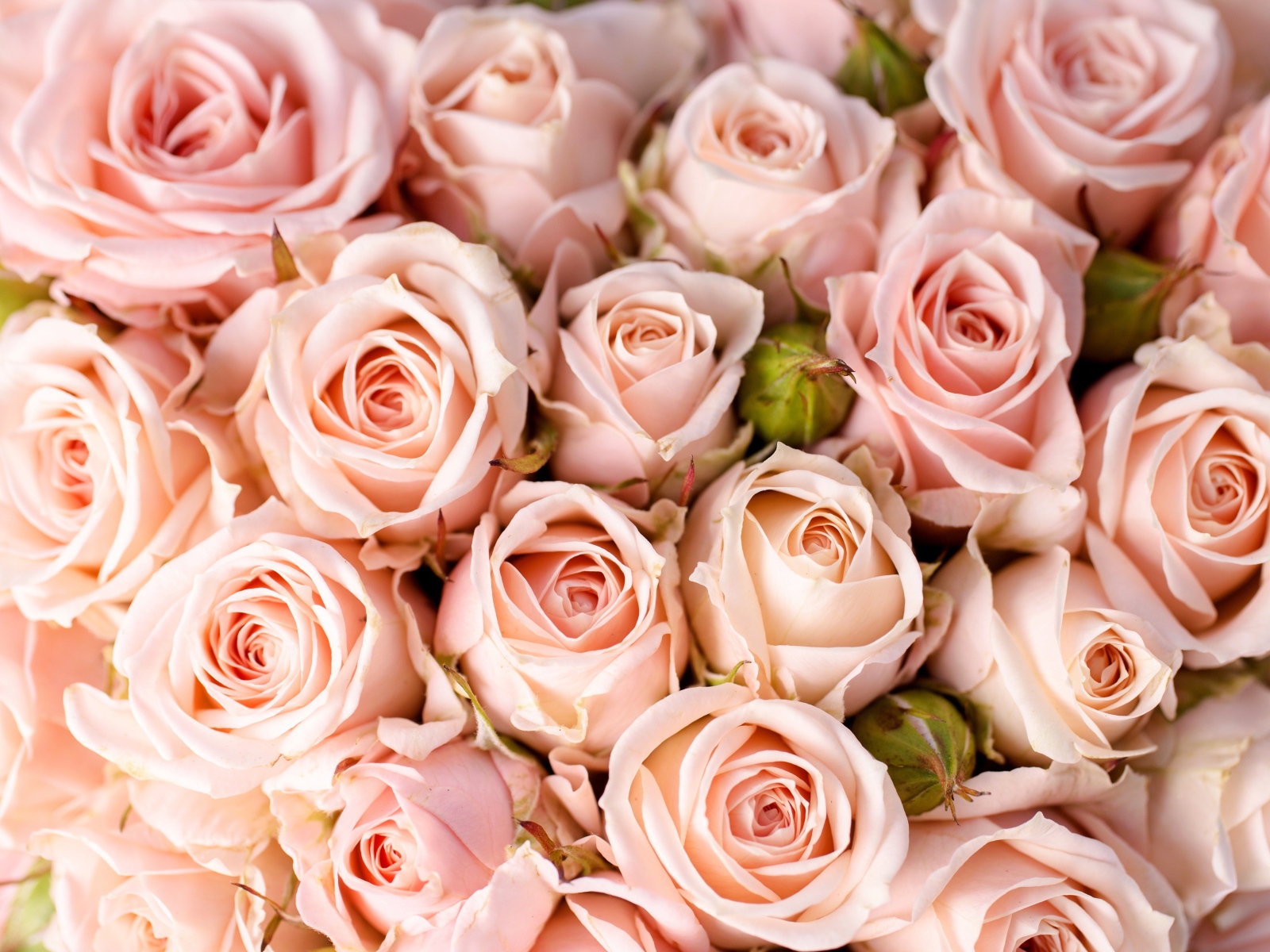 Букет розовых роз крупным планом