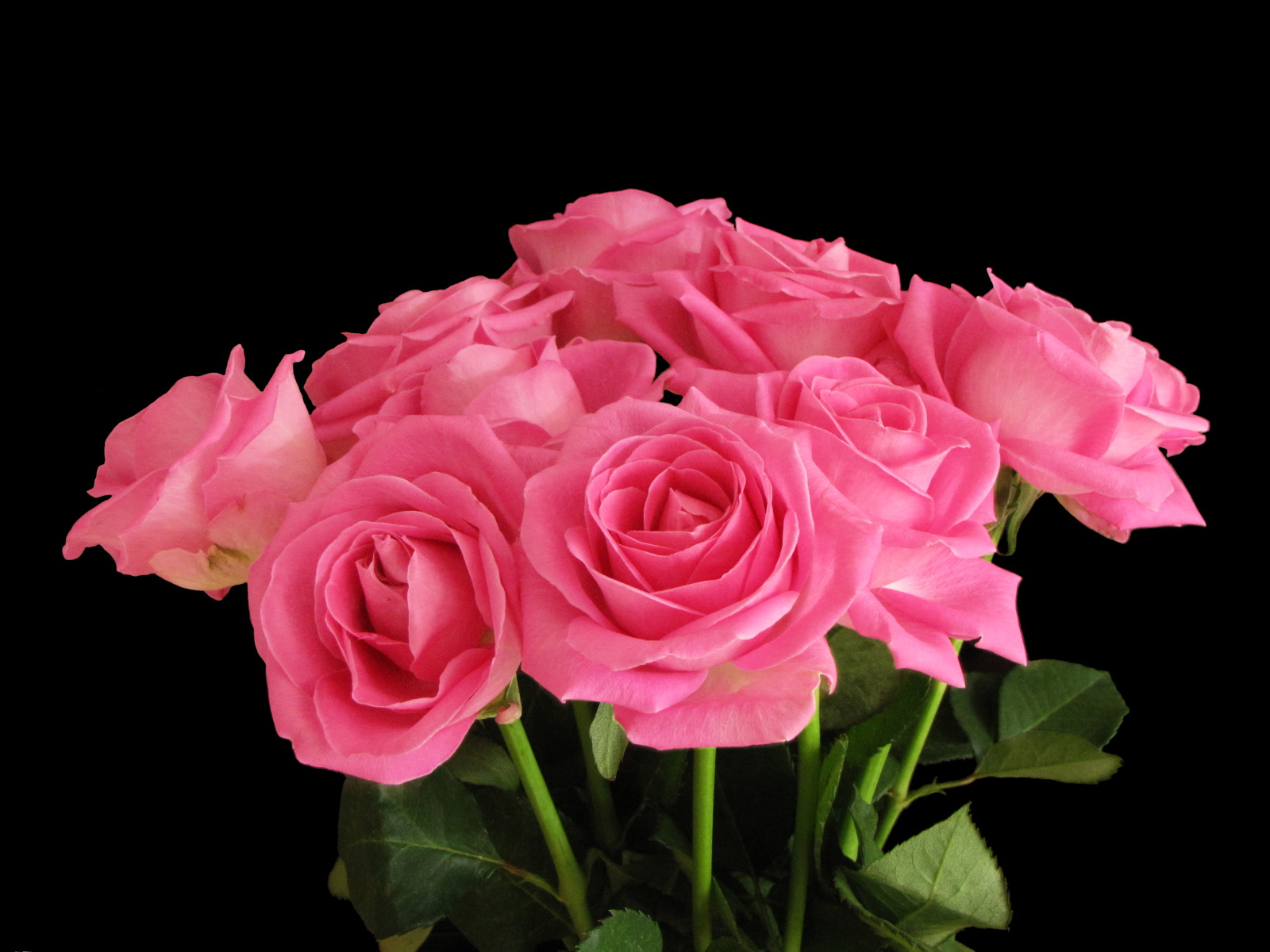 Букет розовых роз на черном фоне крупным планом